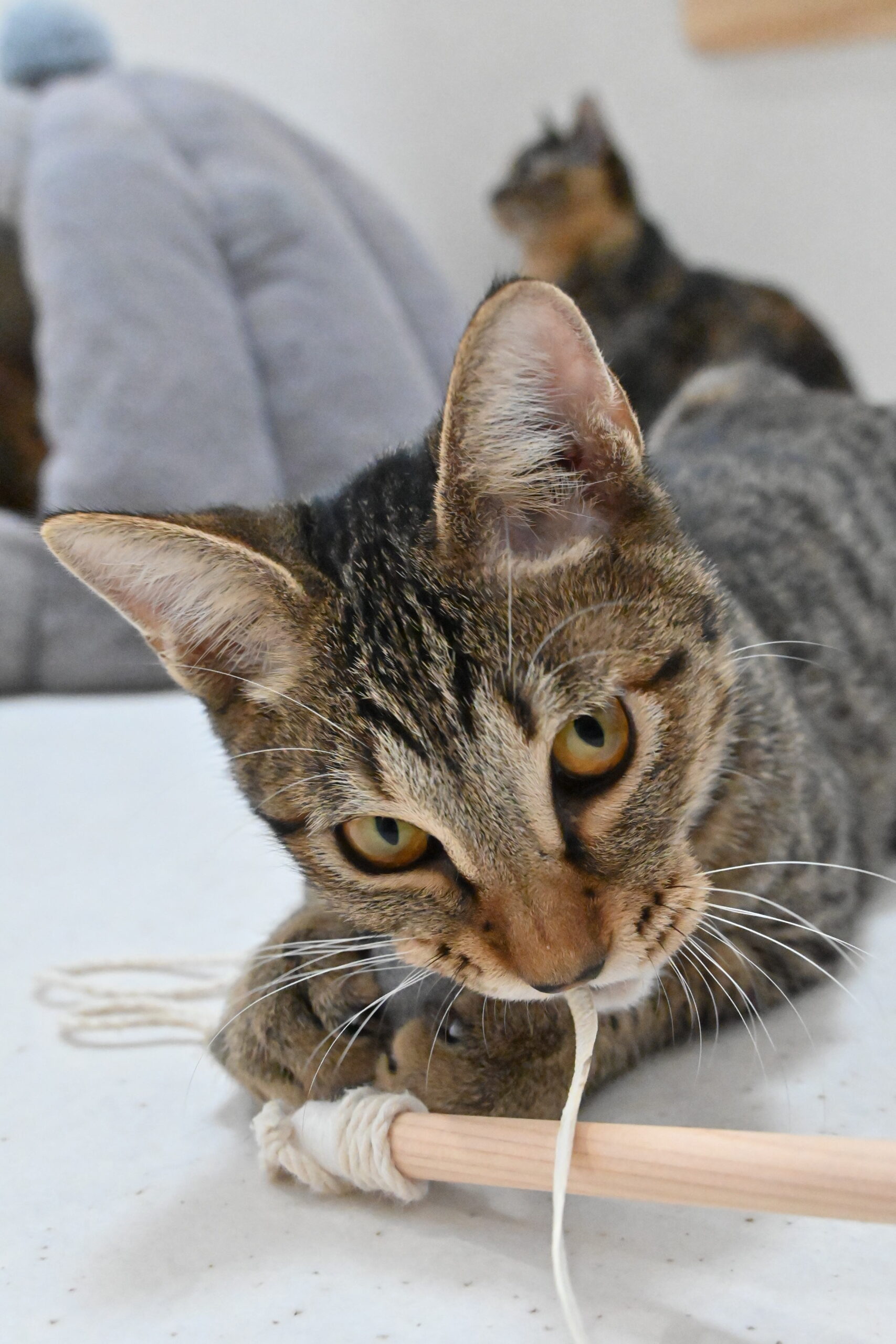 画像 : ほずみ〈あべの店所属〉