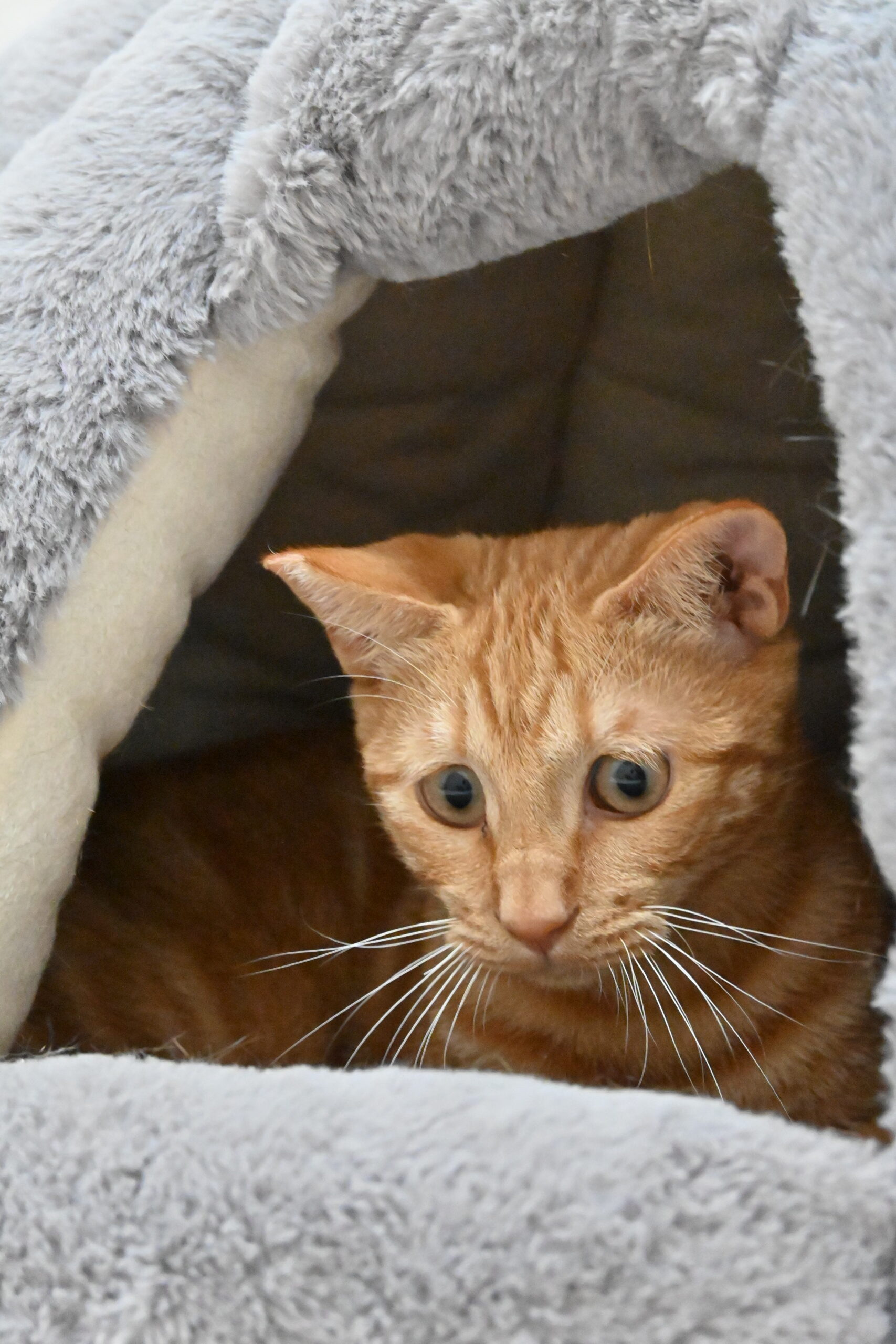 画像 : チャッキー〈あべの店所属〉