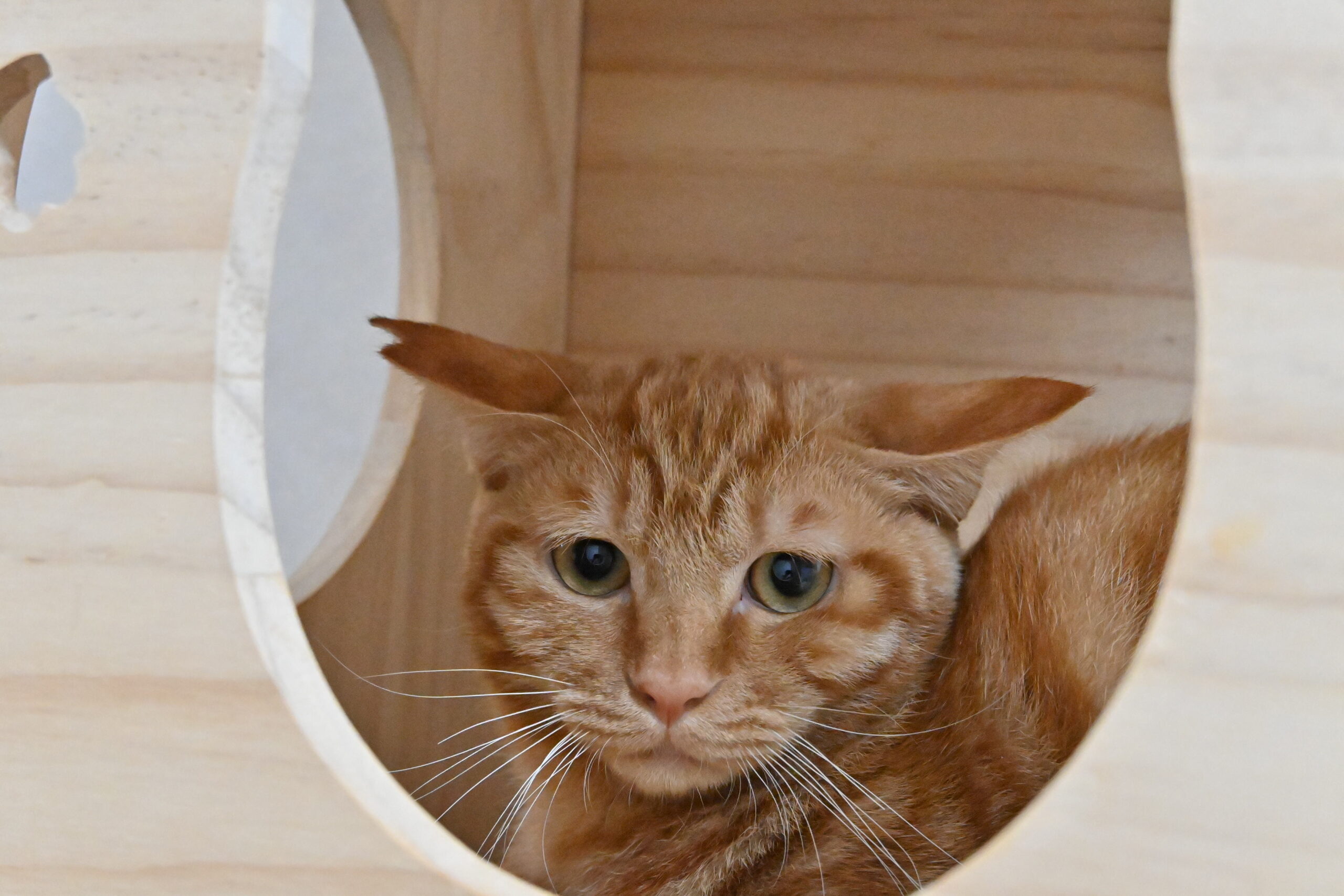 画像 : チャンタ〈あべの店所属〉