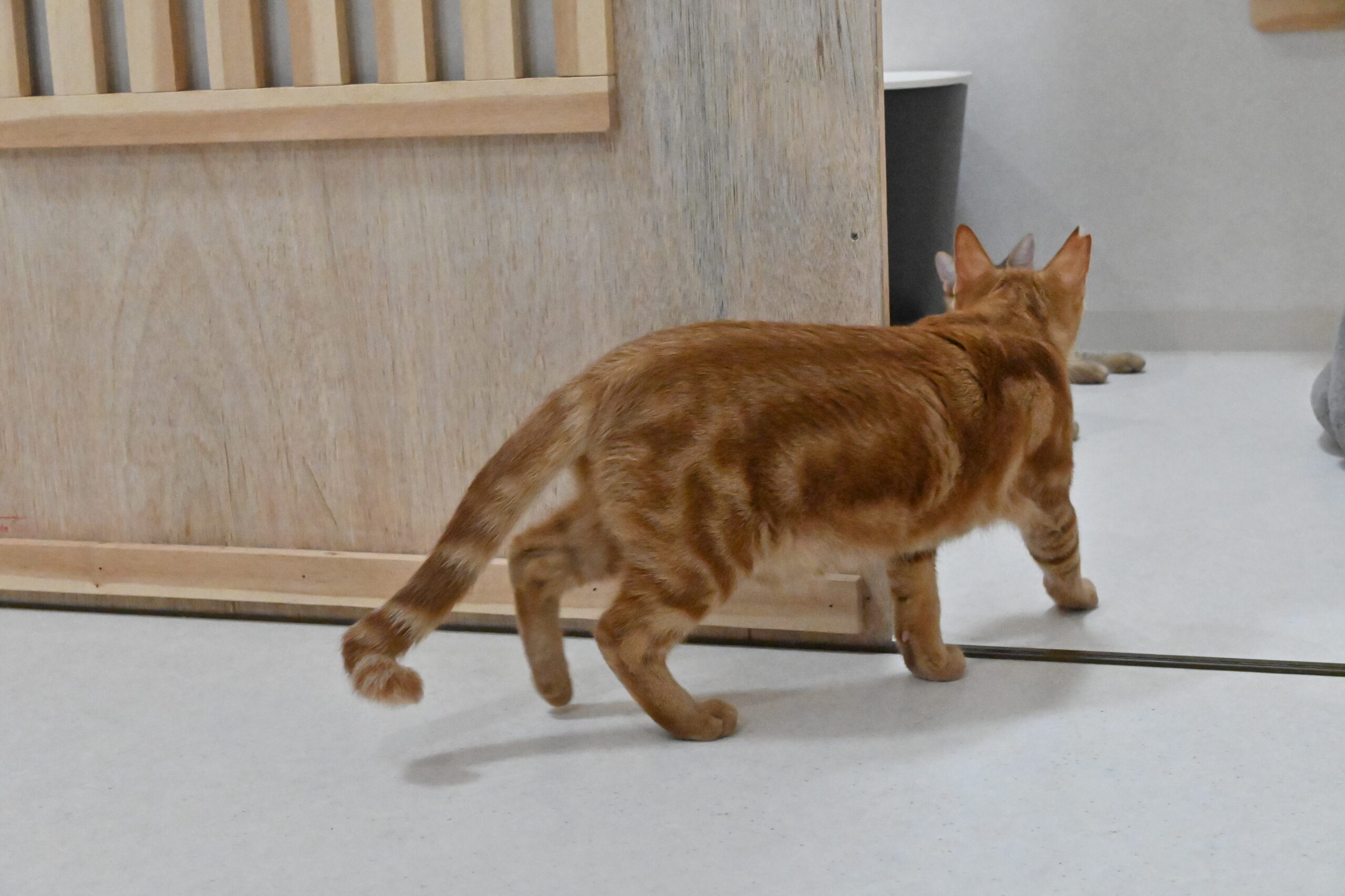 画像 : チャッキー〈あべの店所属〉