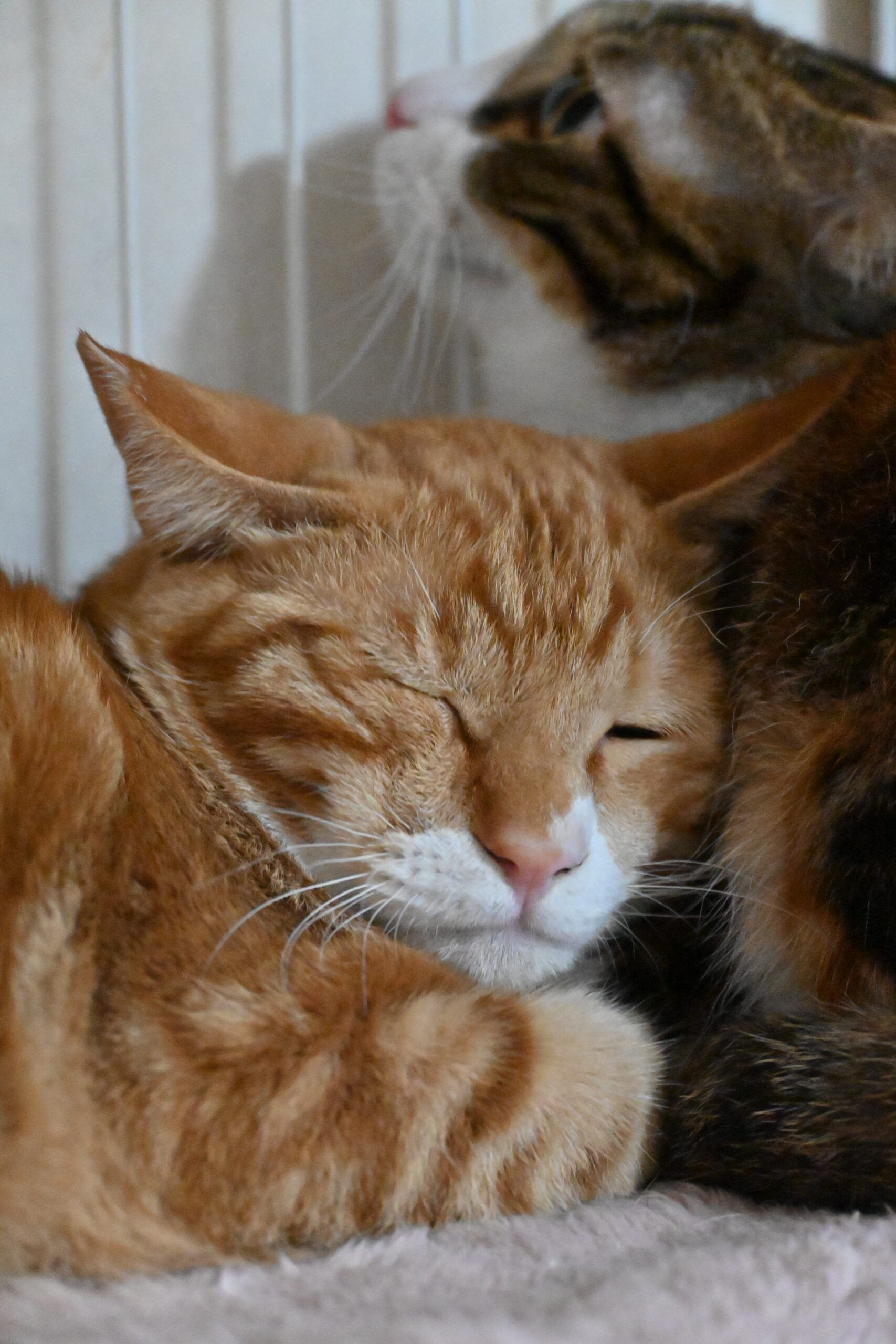 画像 : チャビ〈あべの店所属〉