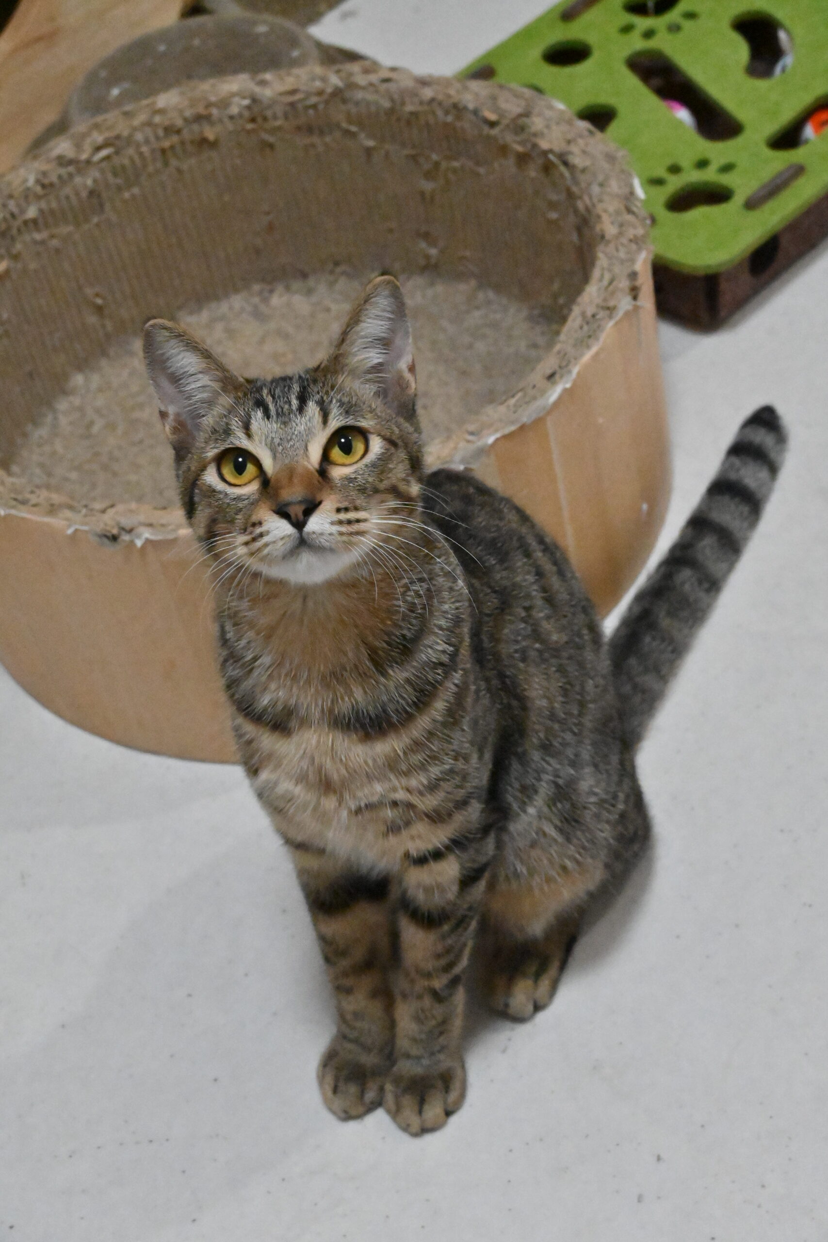 画像 : ほずみ〈あべの店所属〉