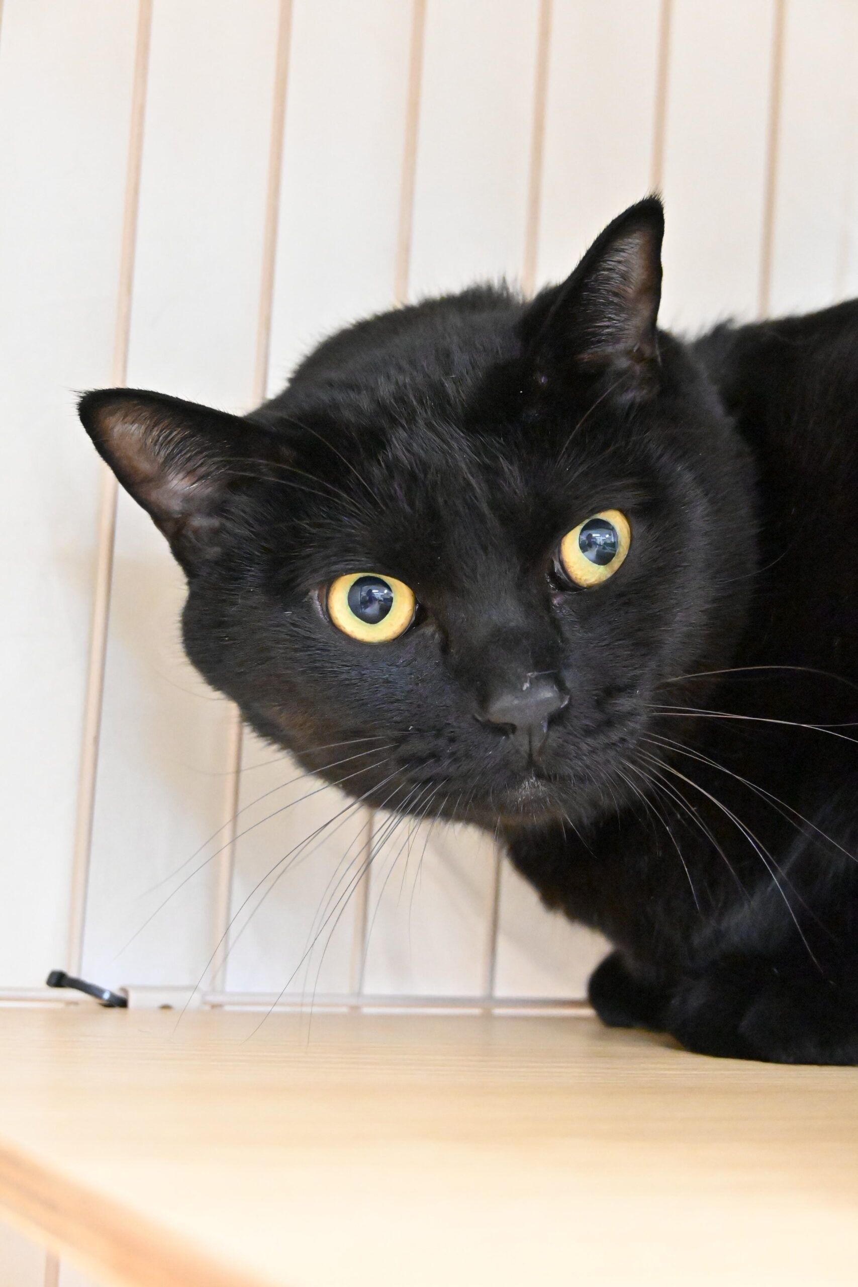 画像 : クロ【ドーム前店所属】