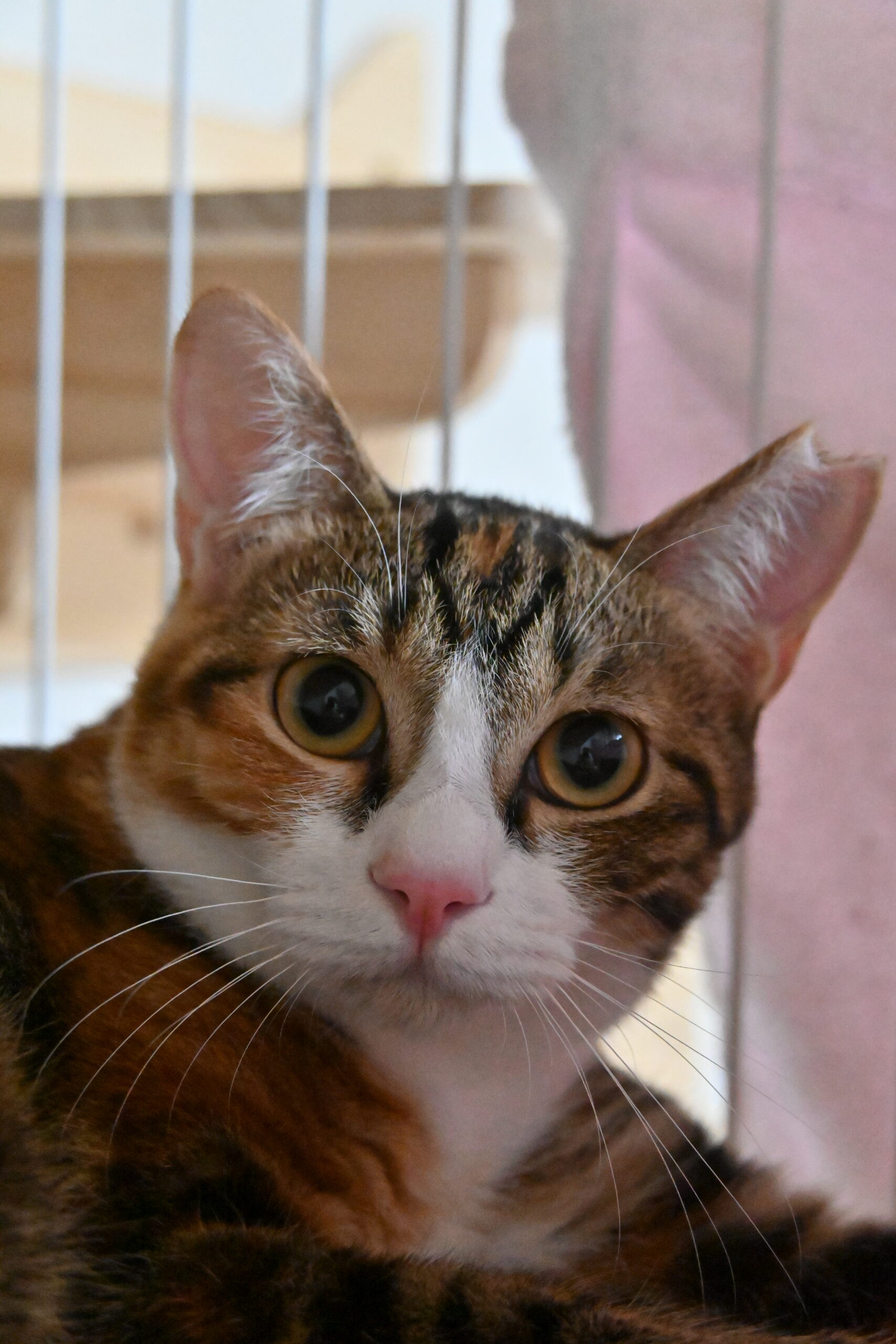 画像 : チャンク〈あべの店所属〉