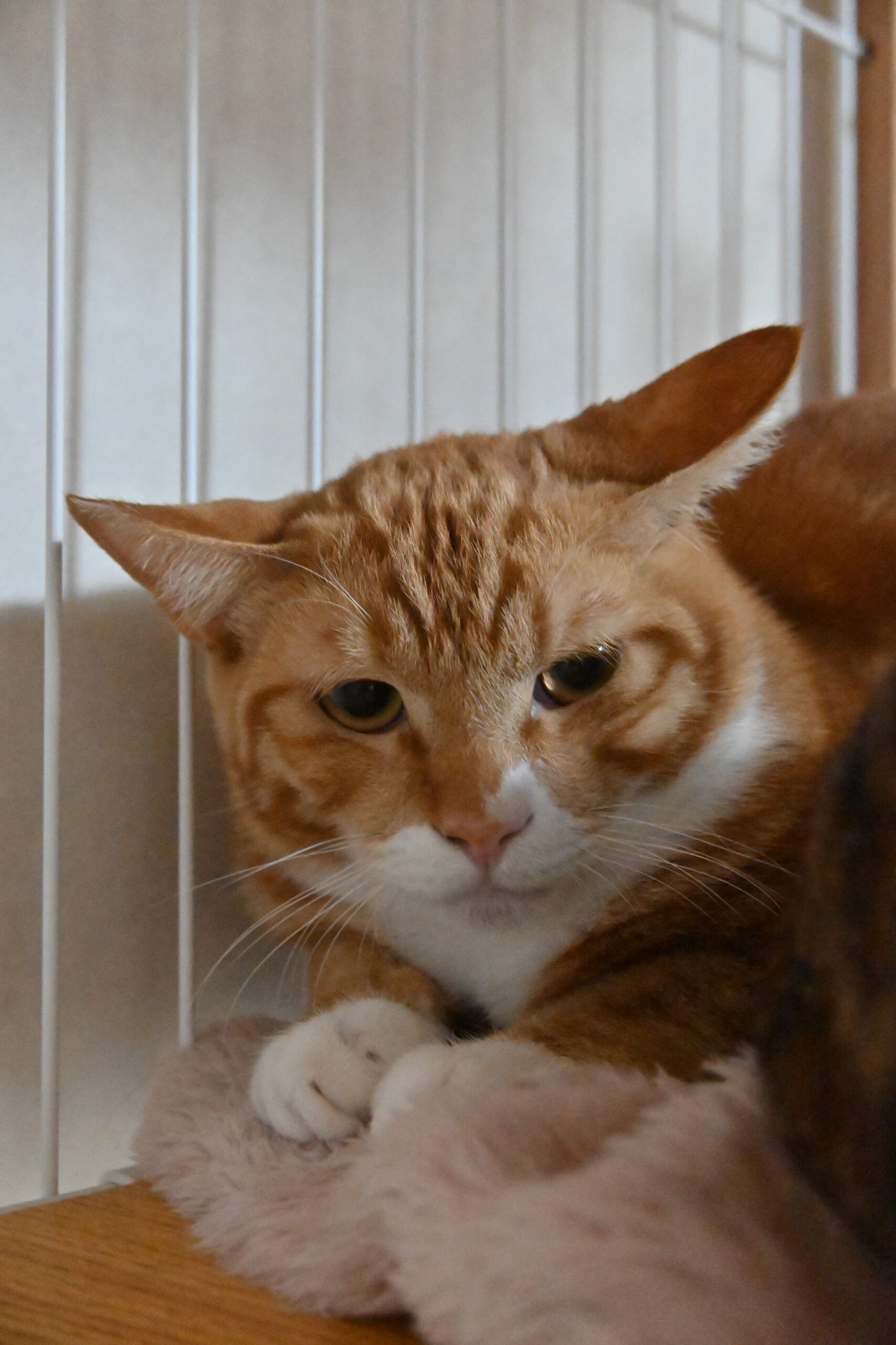 画像 : チャビ〈あべの店所属〉