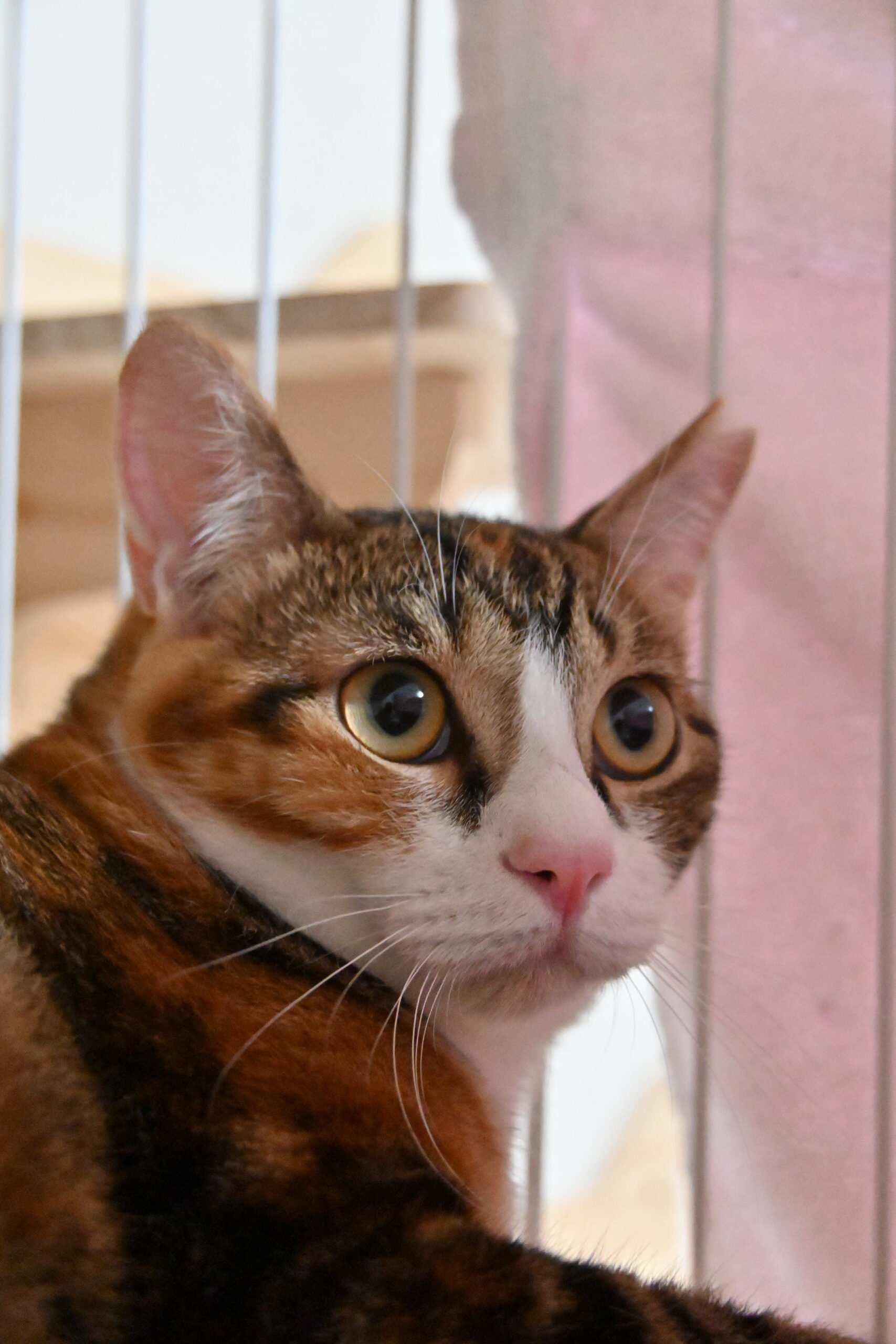 画像 : チャンク〈あべの店所属〉