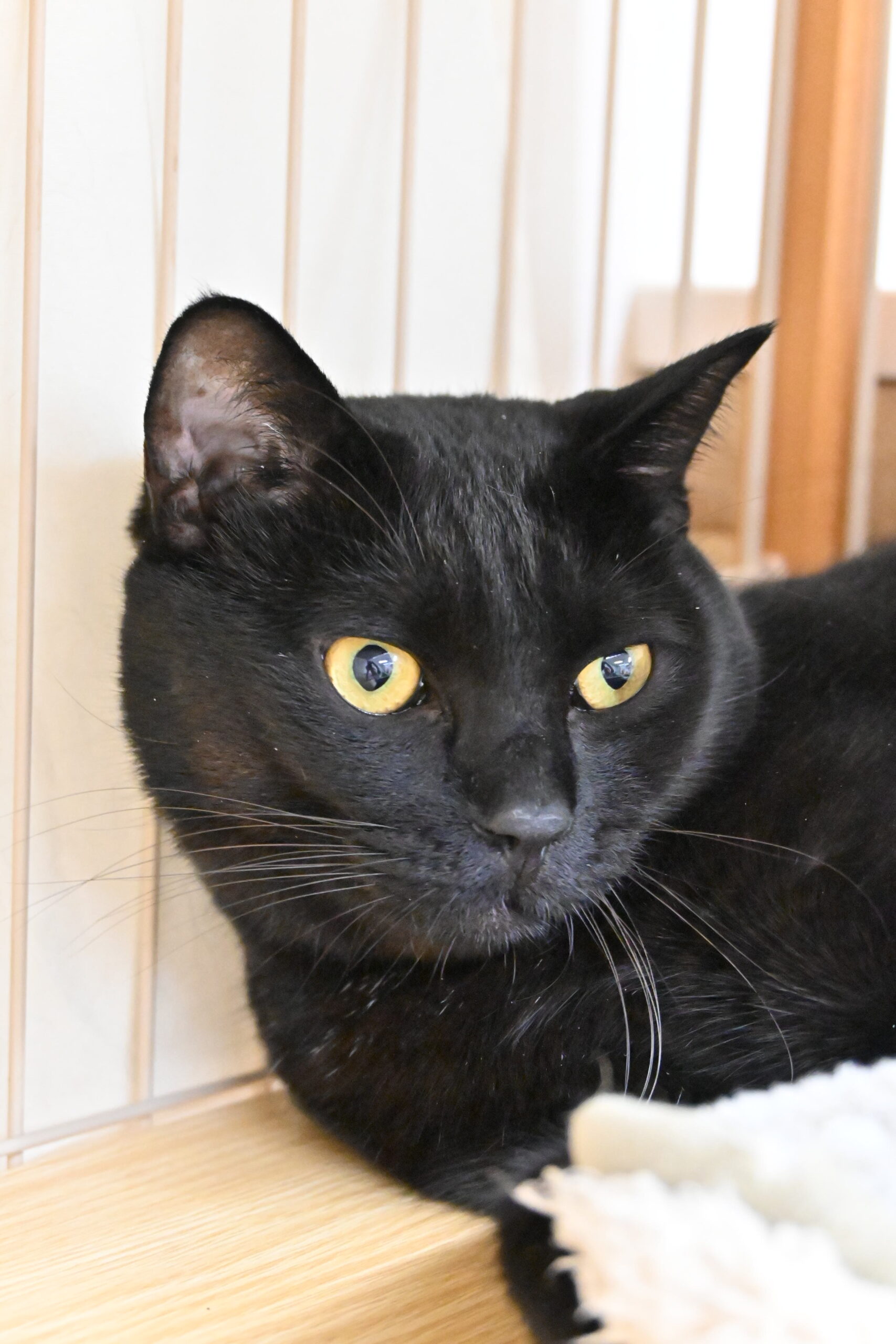 画像 : クロ【ドーム前店所属】