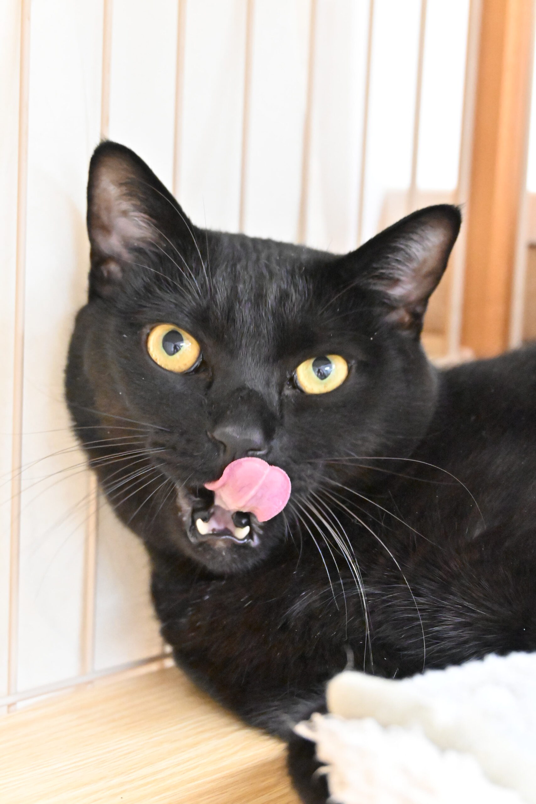 画像 : クロ【ドーム前店所属】