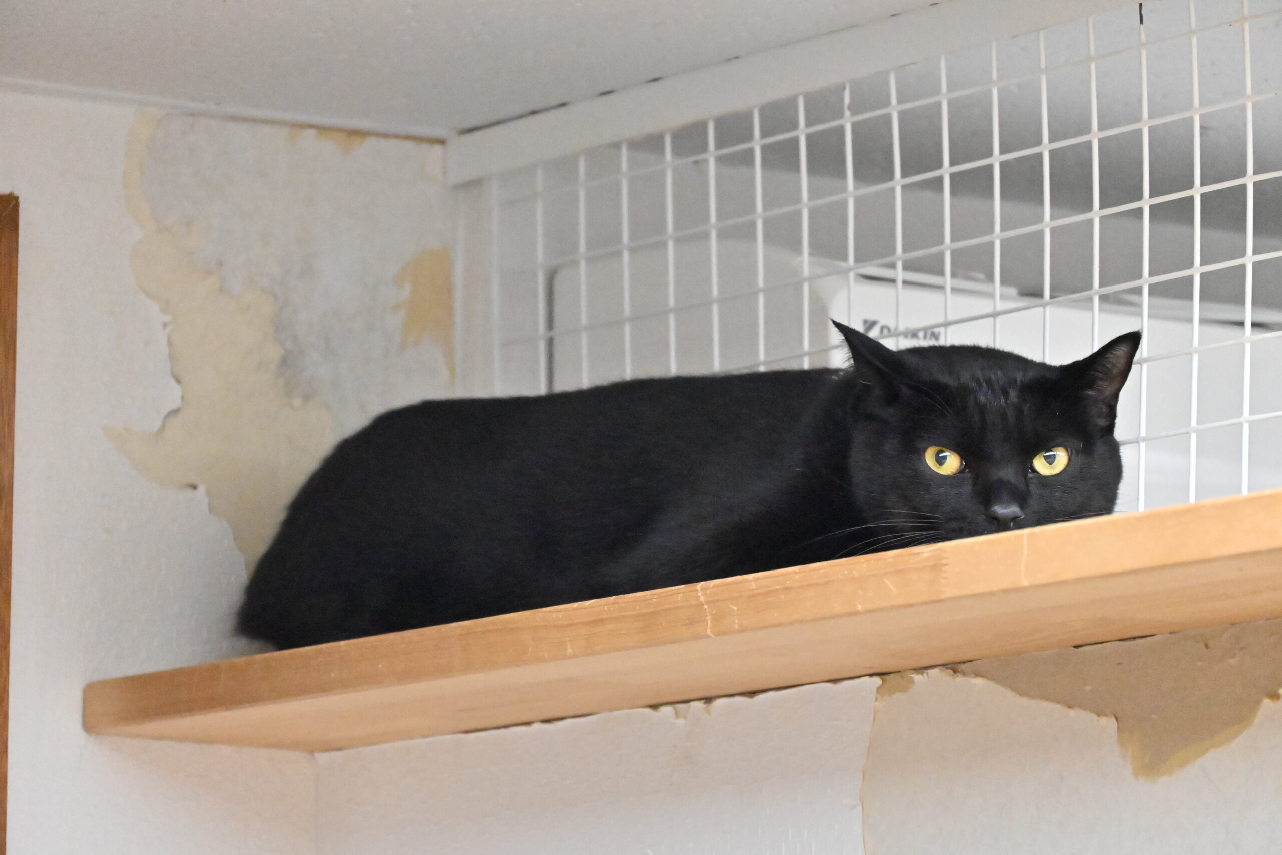 画像 : クロ【ドーム前店所属】