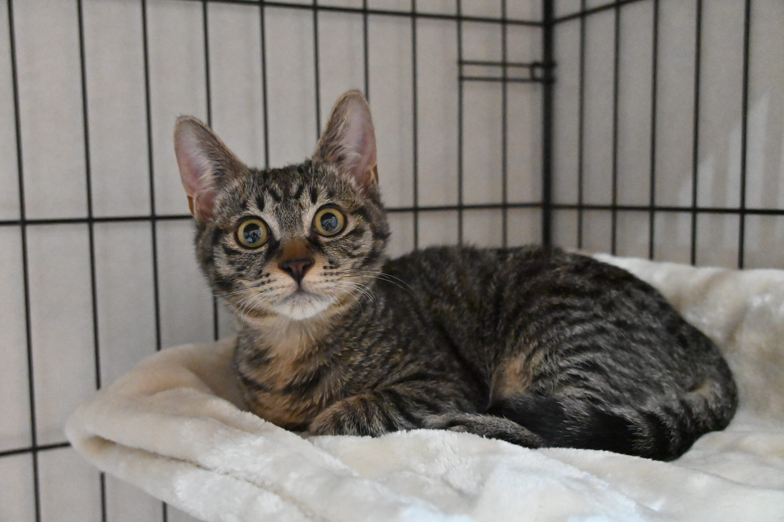 画像 : あむ〈あべの店所属〉