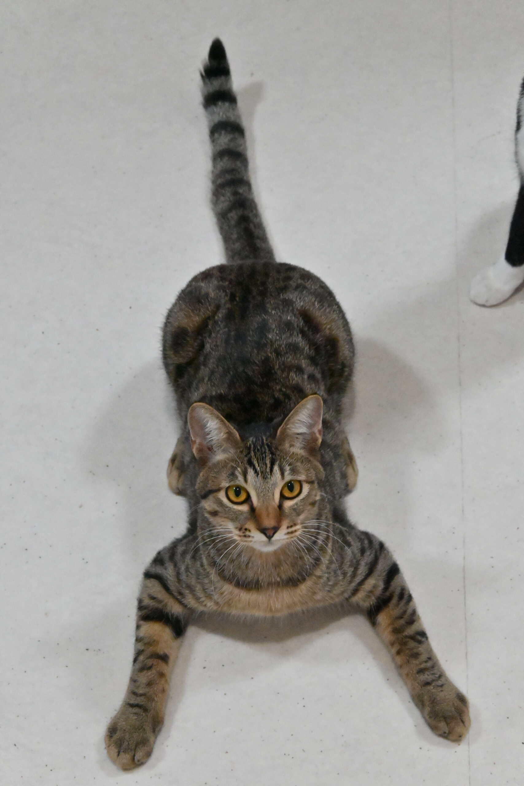 画像 : ほずみ〈あべの店所属〉