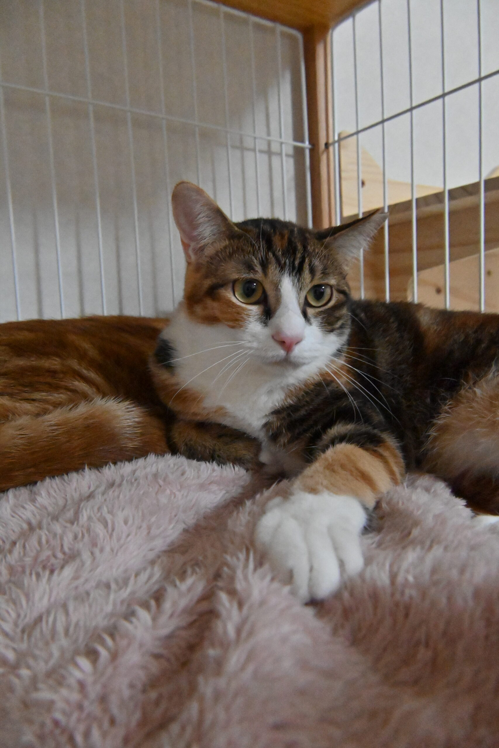 画像 : チャンク〈あべの店所属〉