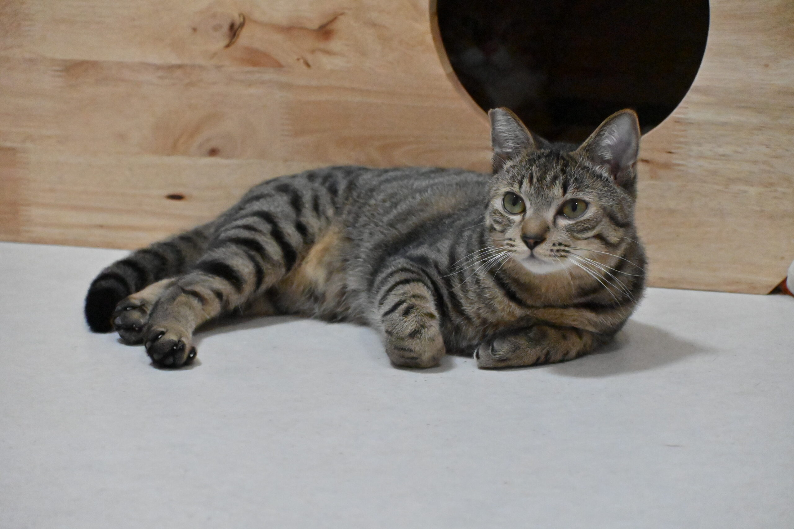 画像 : そう〈あべの店所属〉