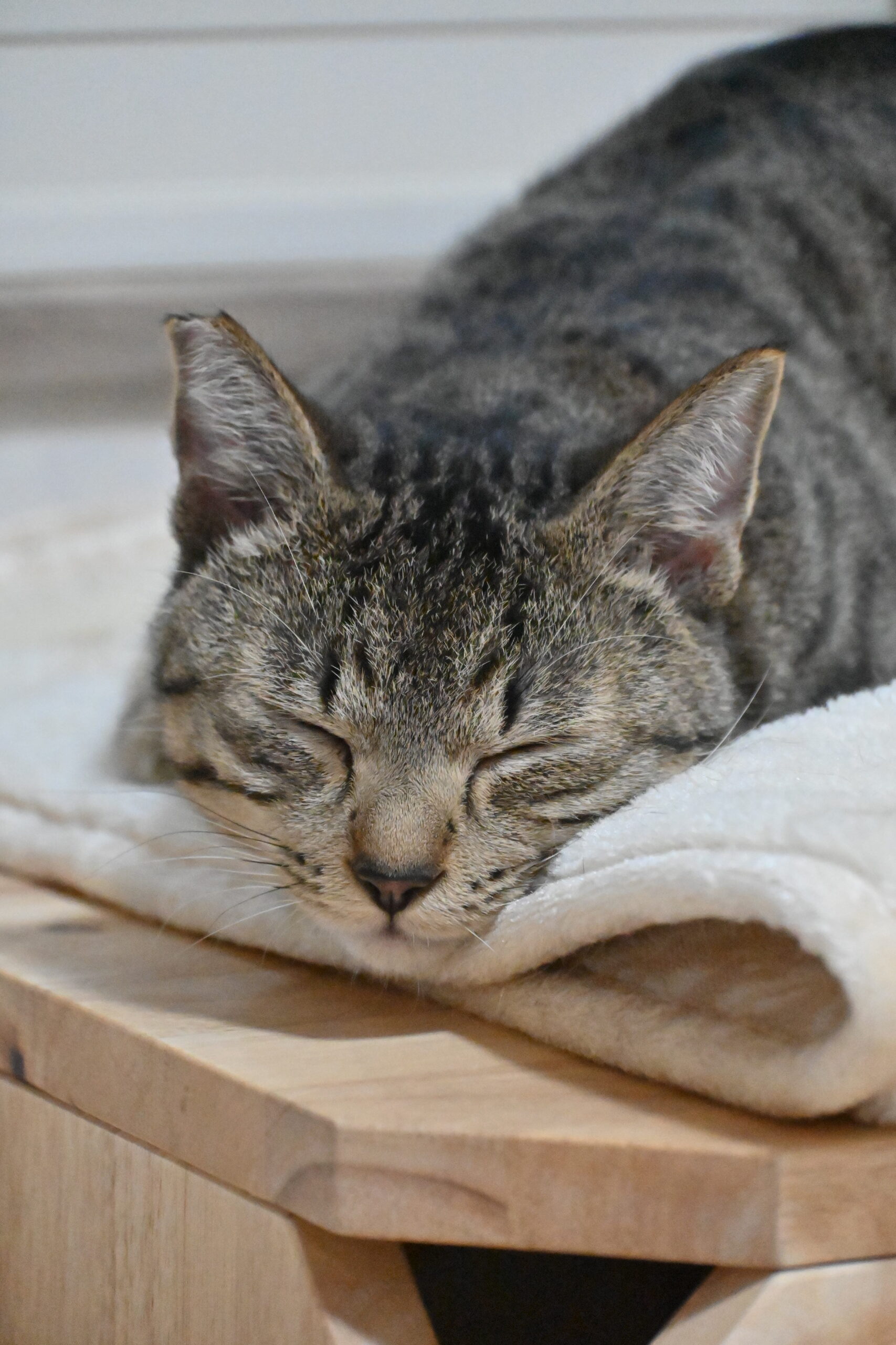 画像 : そう〈あべの店所属〉