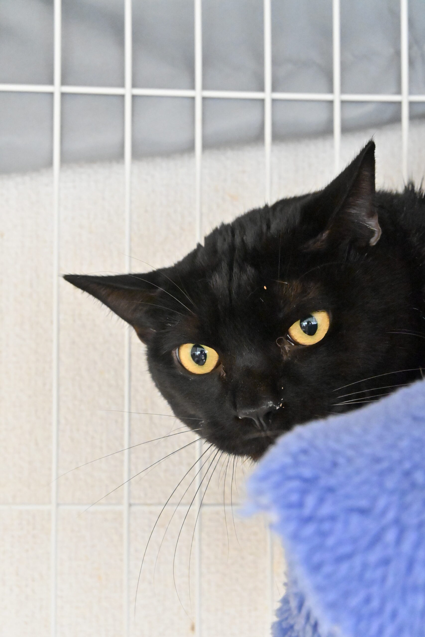 画像 : さつま【ドーム前店所属】