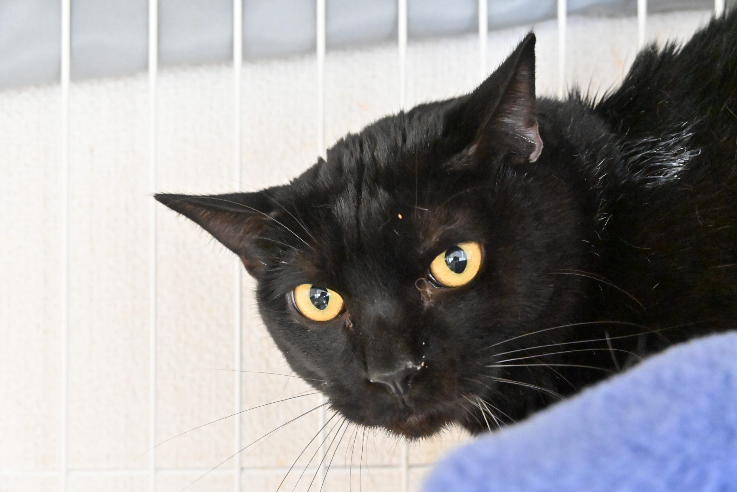 画像 : さつま【ドーム前店所属】