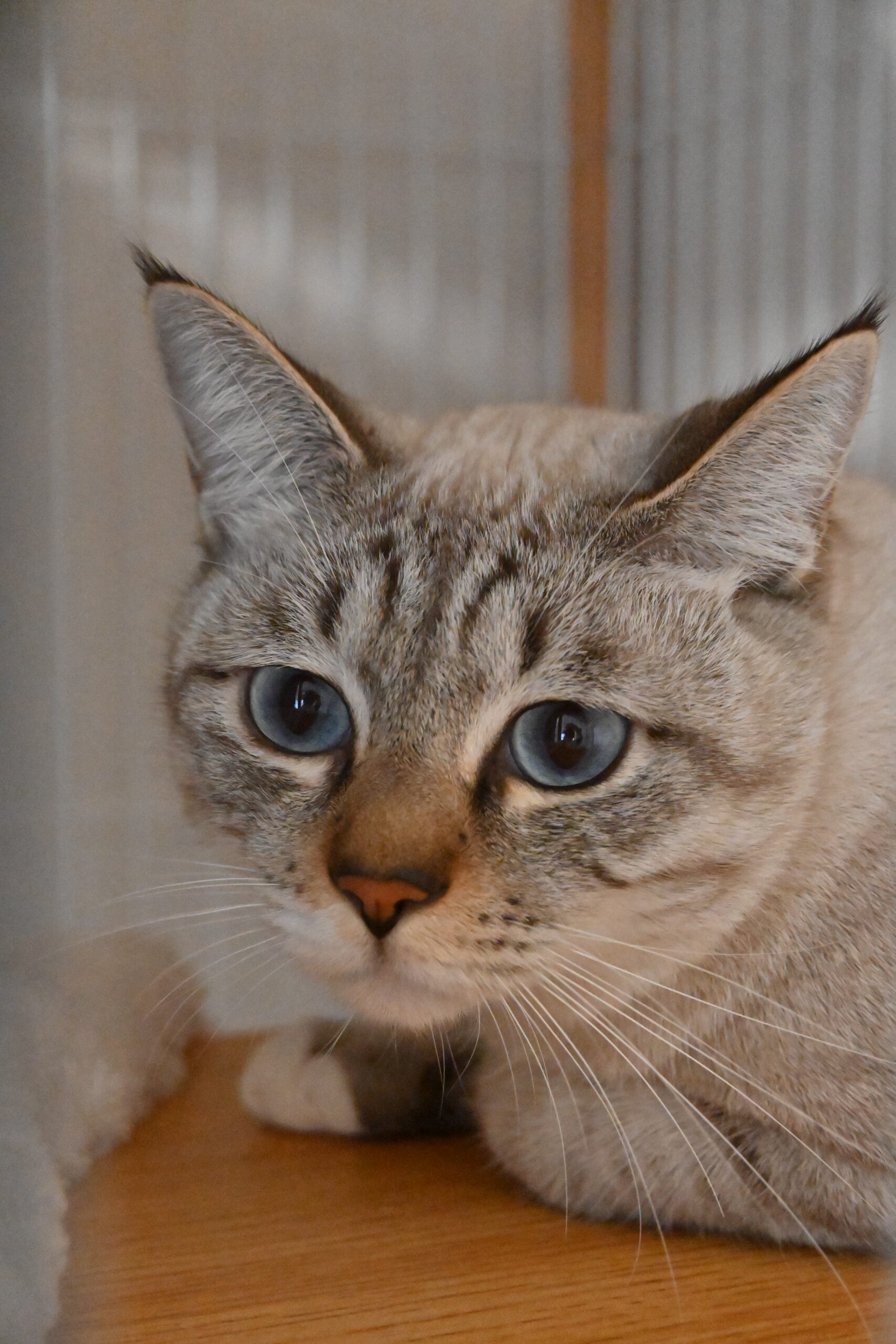 画像 : テン〈あべの店所属〉【トライアル中】