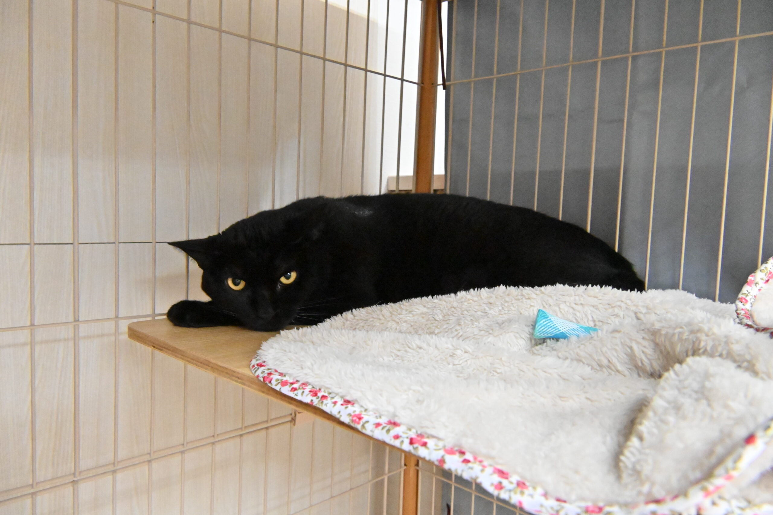 画像 : さつま【ドーム前店所属】