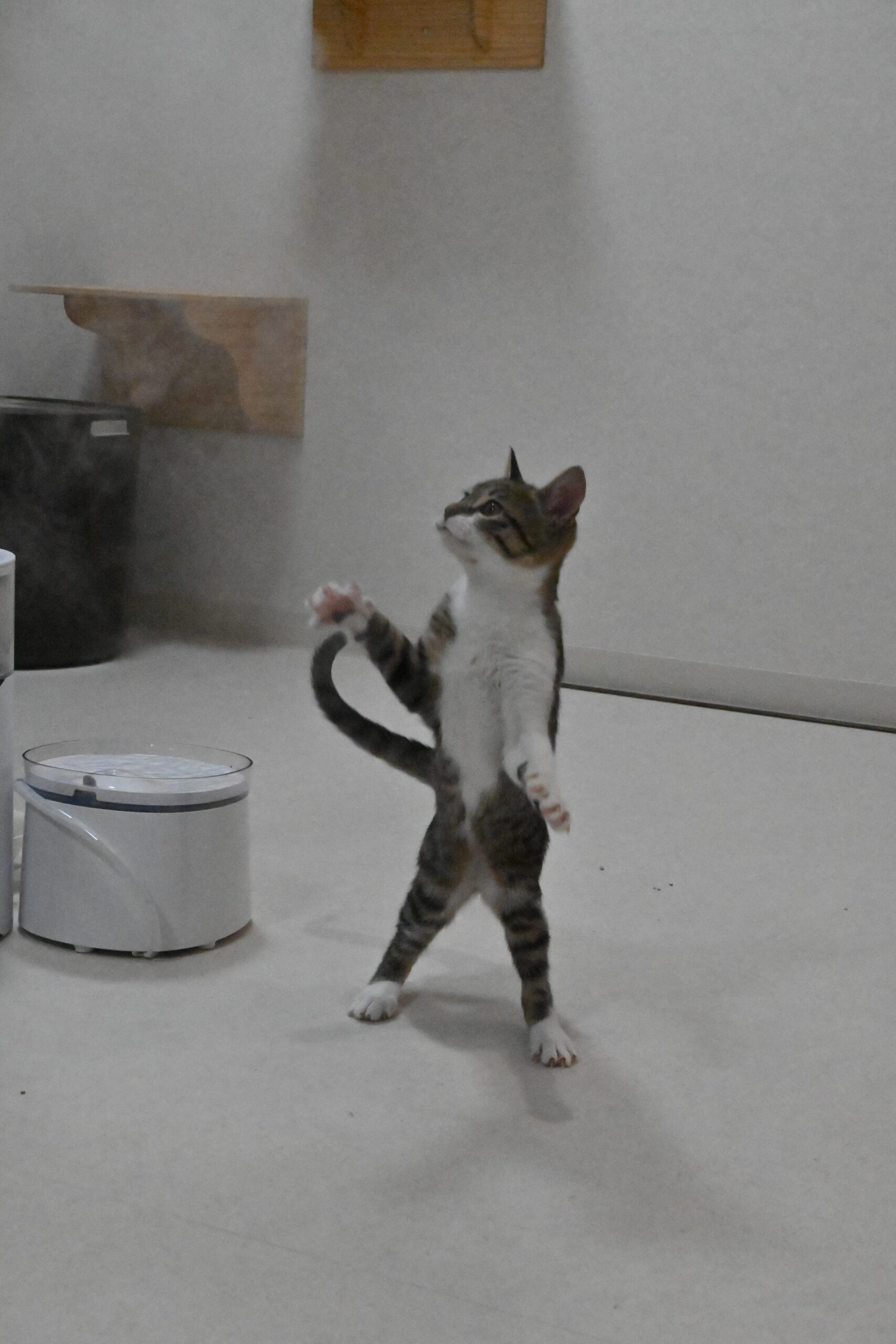 画像 : チル〈あべの店所属〉