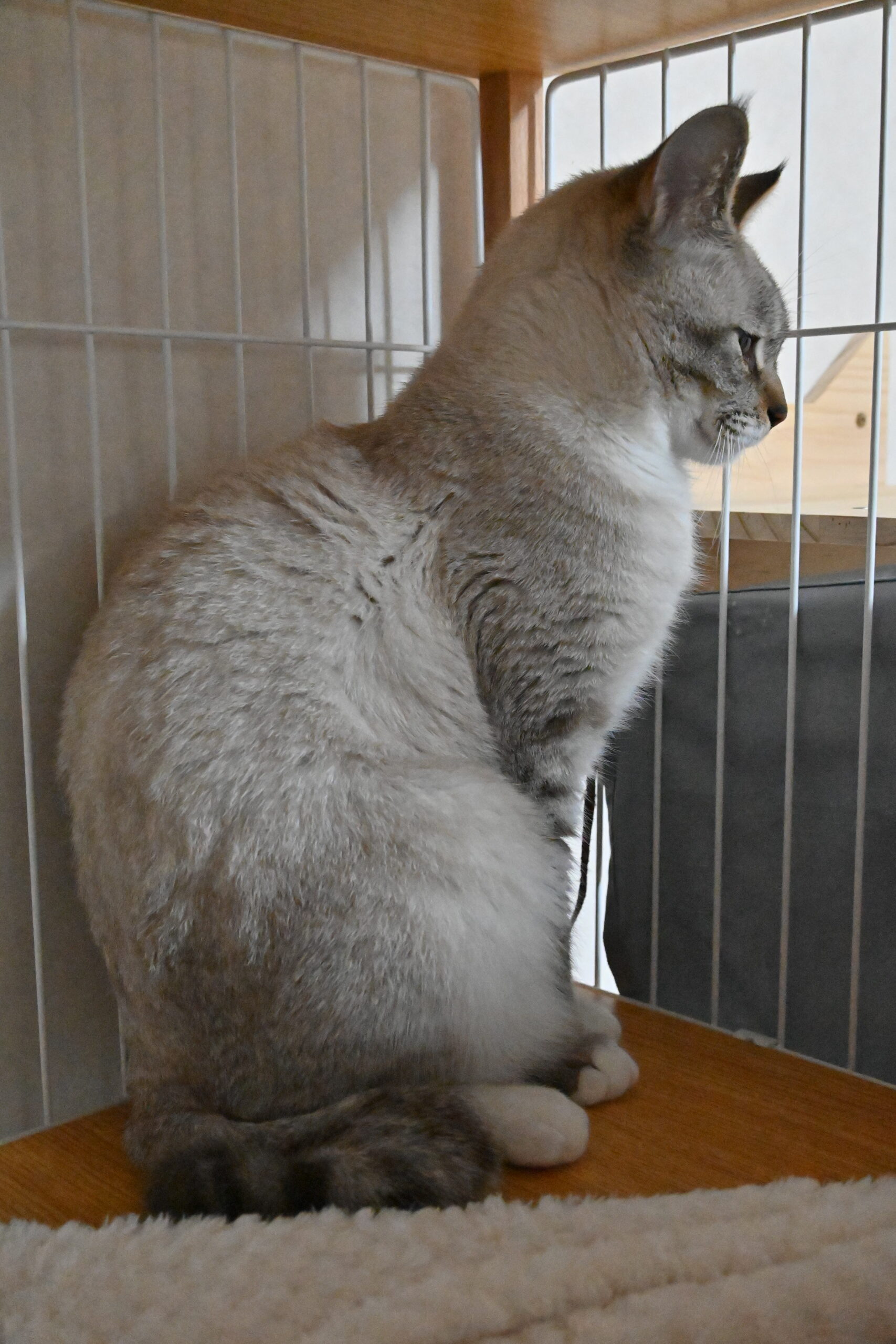 画像 : テン〈あべの店所属〉【トライアル中】