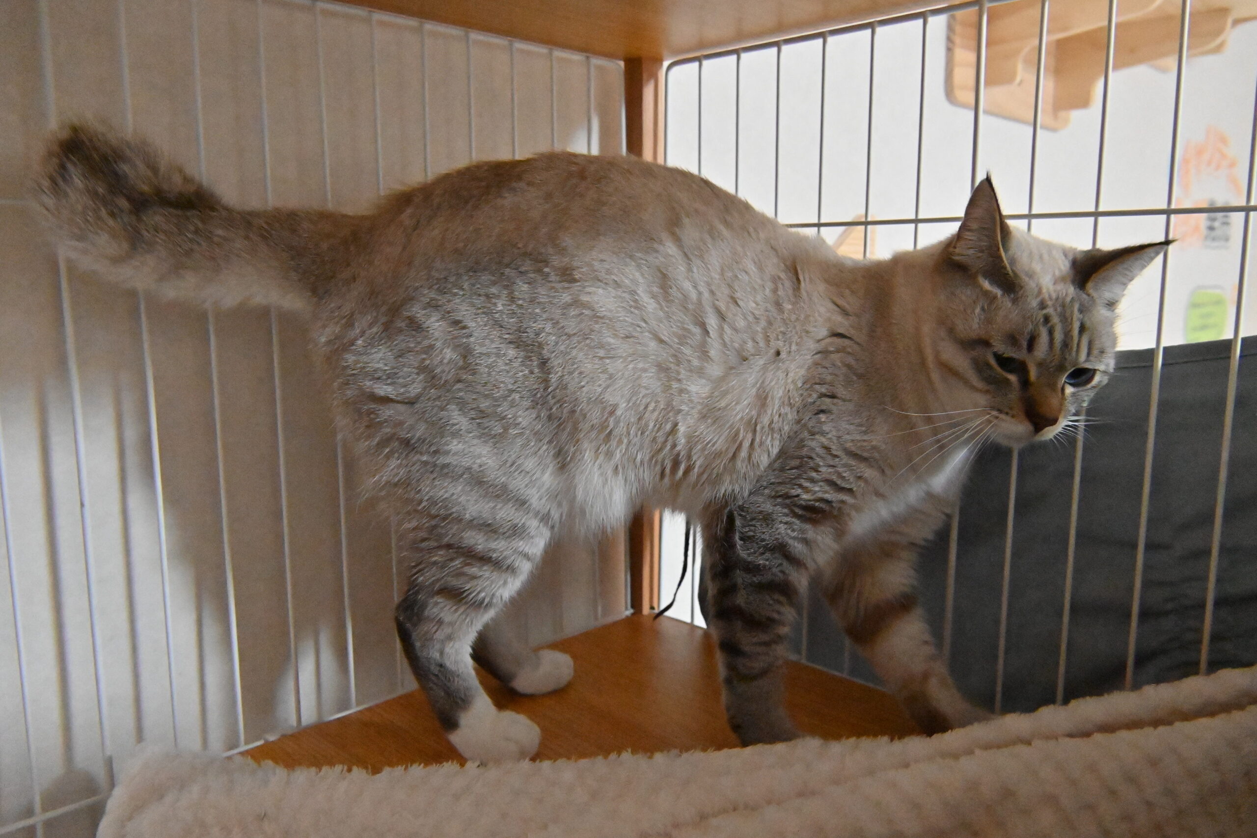 画像 : テン〈あべの店所属〉【トライアル中】