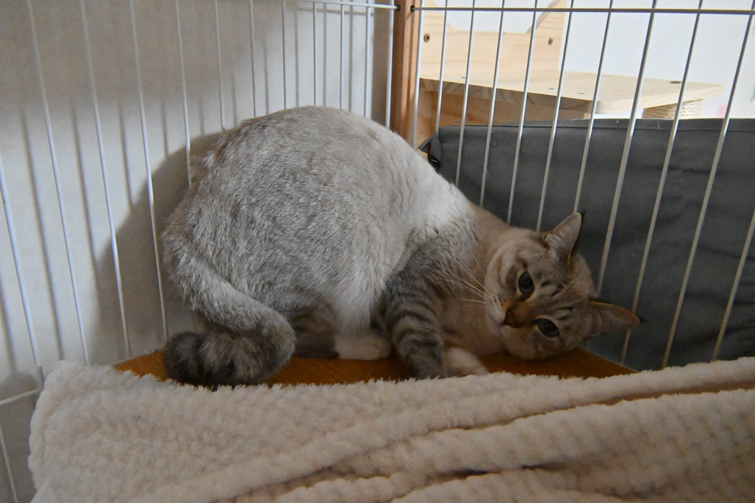 画像 : テン〈あべの店所属〉【トライアル中】