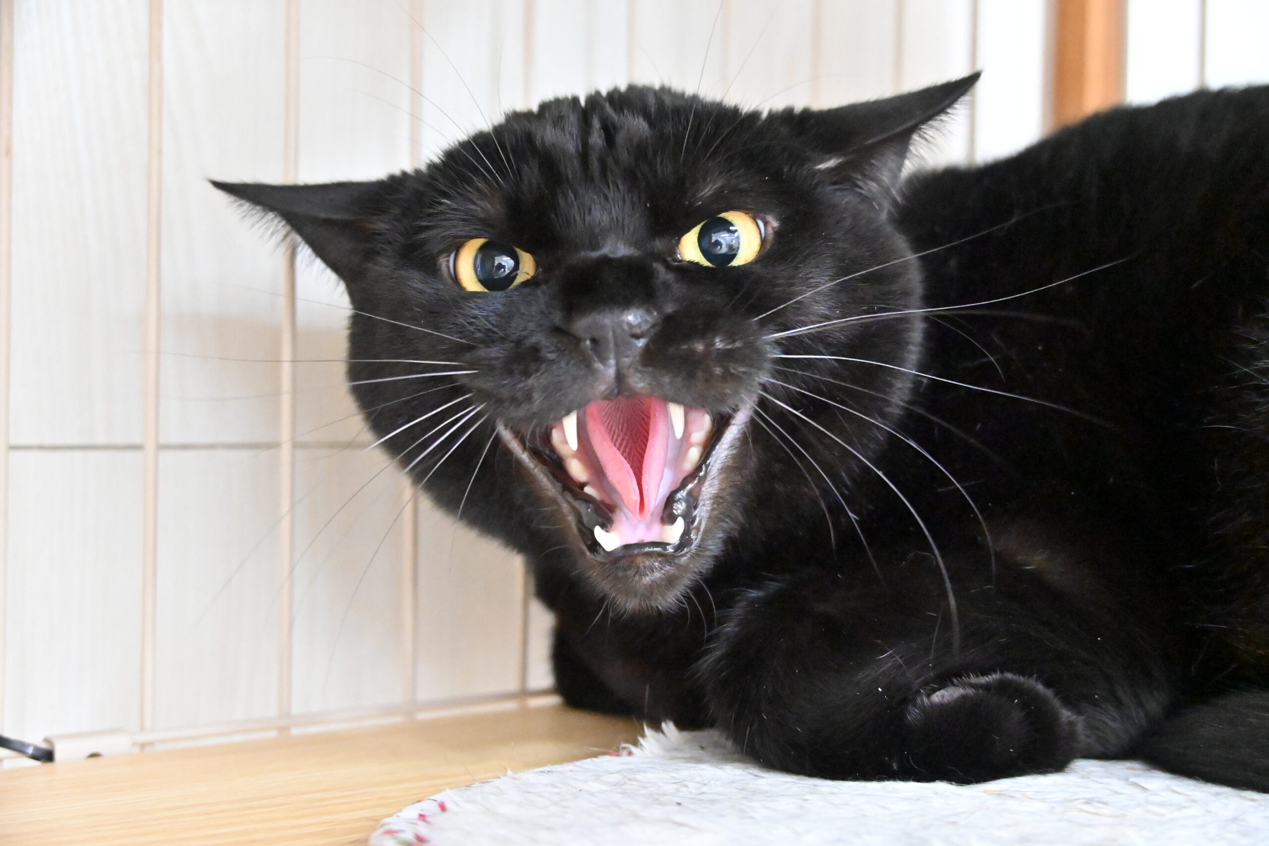 画像 : さつま【ドーム前店所属】