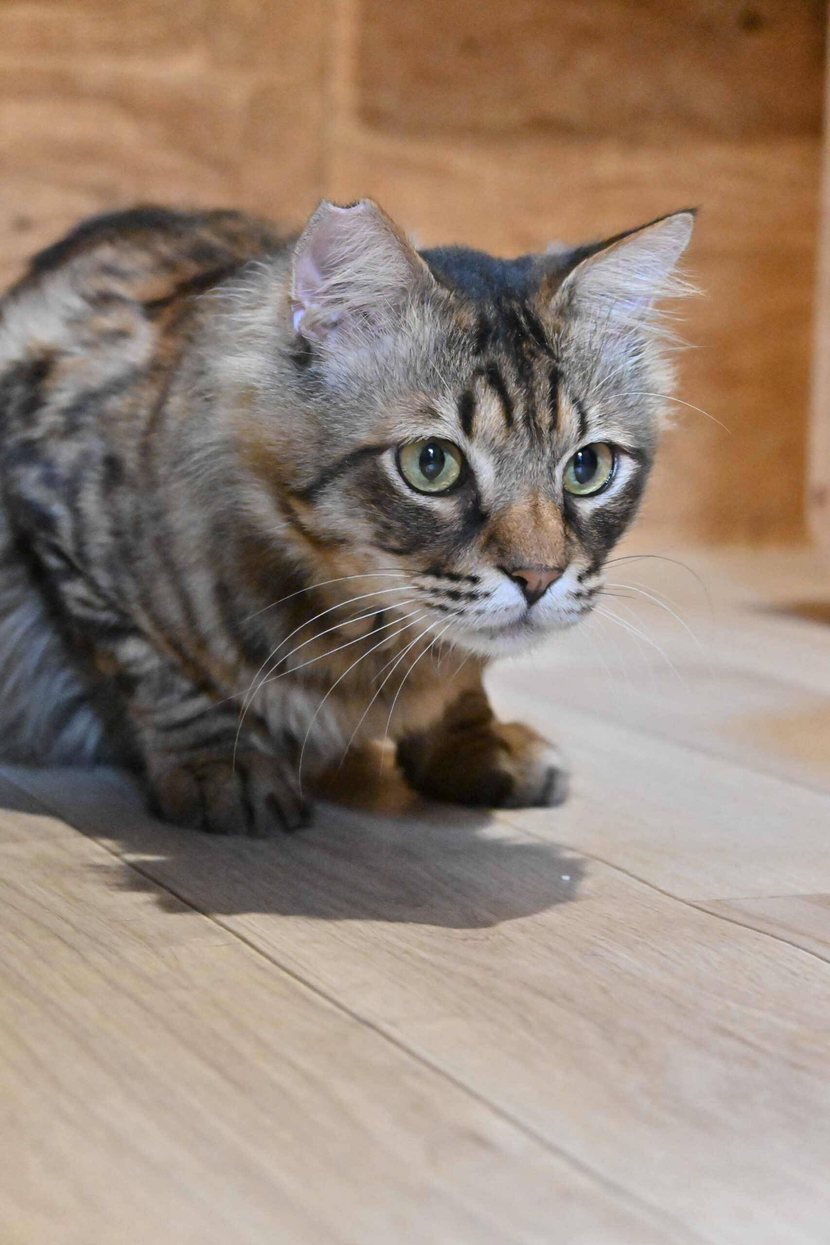 画像 : ムー〈あべの店所属〉