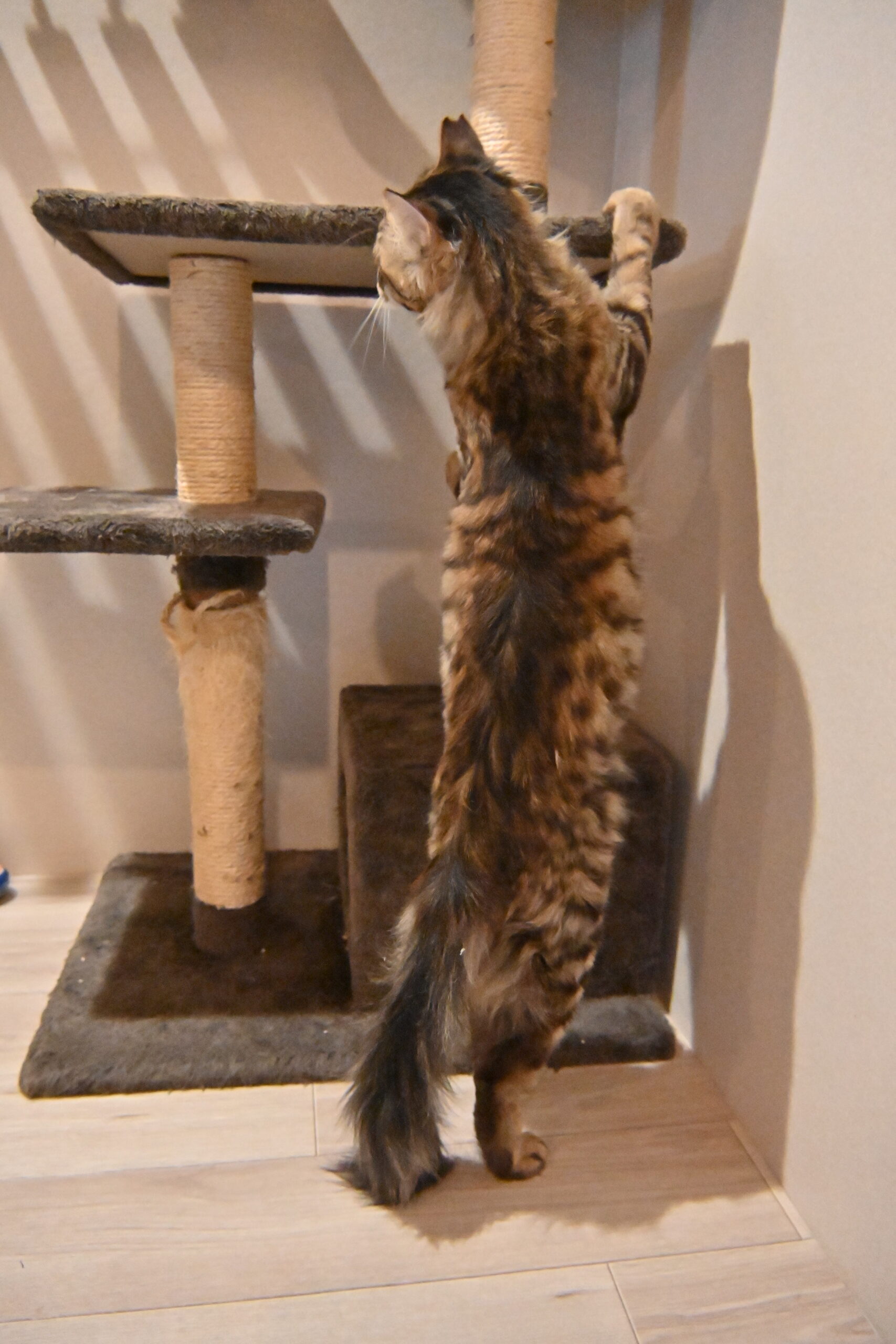 画像 : ムー〈あべの店所属〉