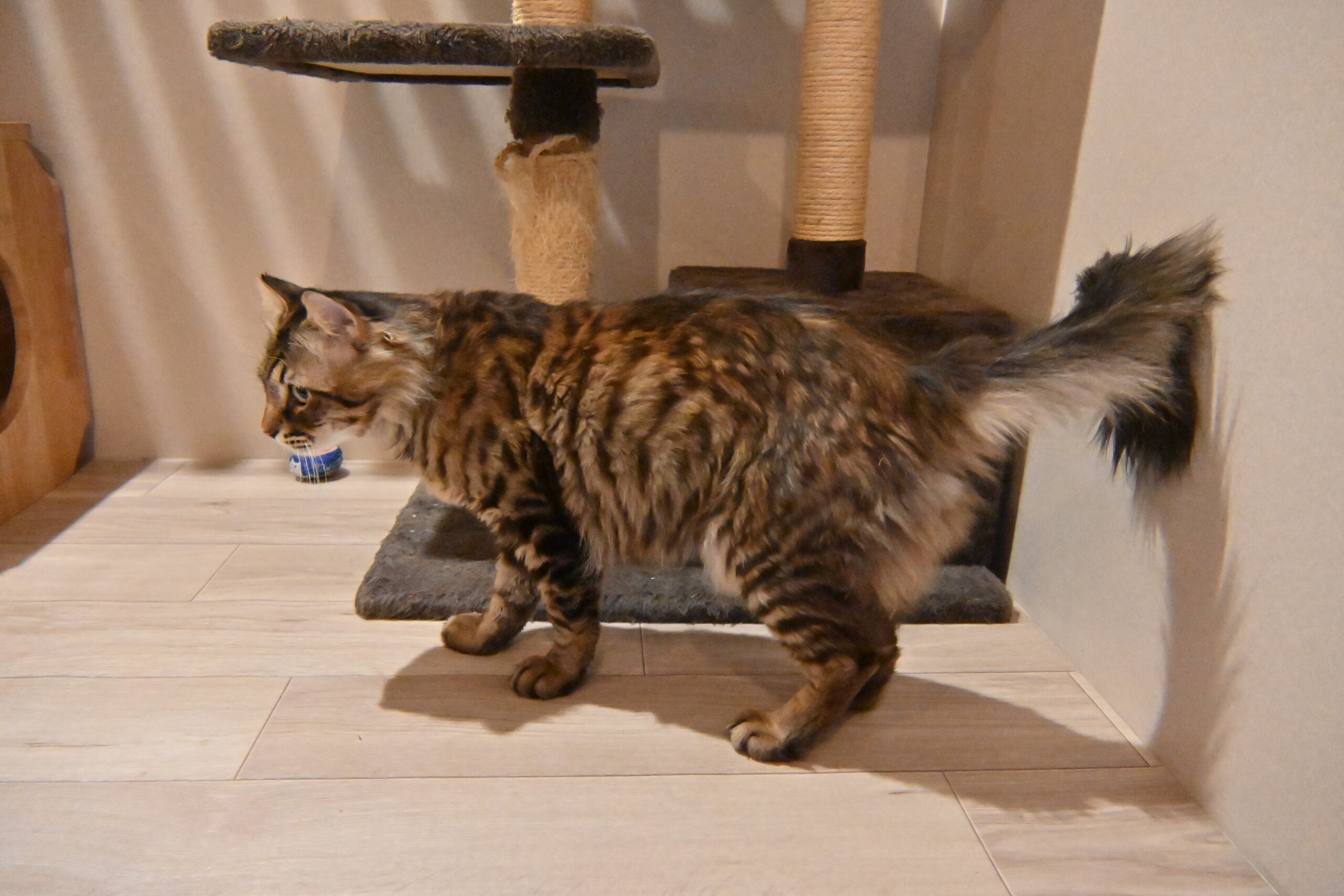 画像 : ムー〈あべの店所属〉