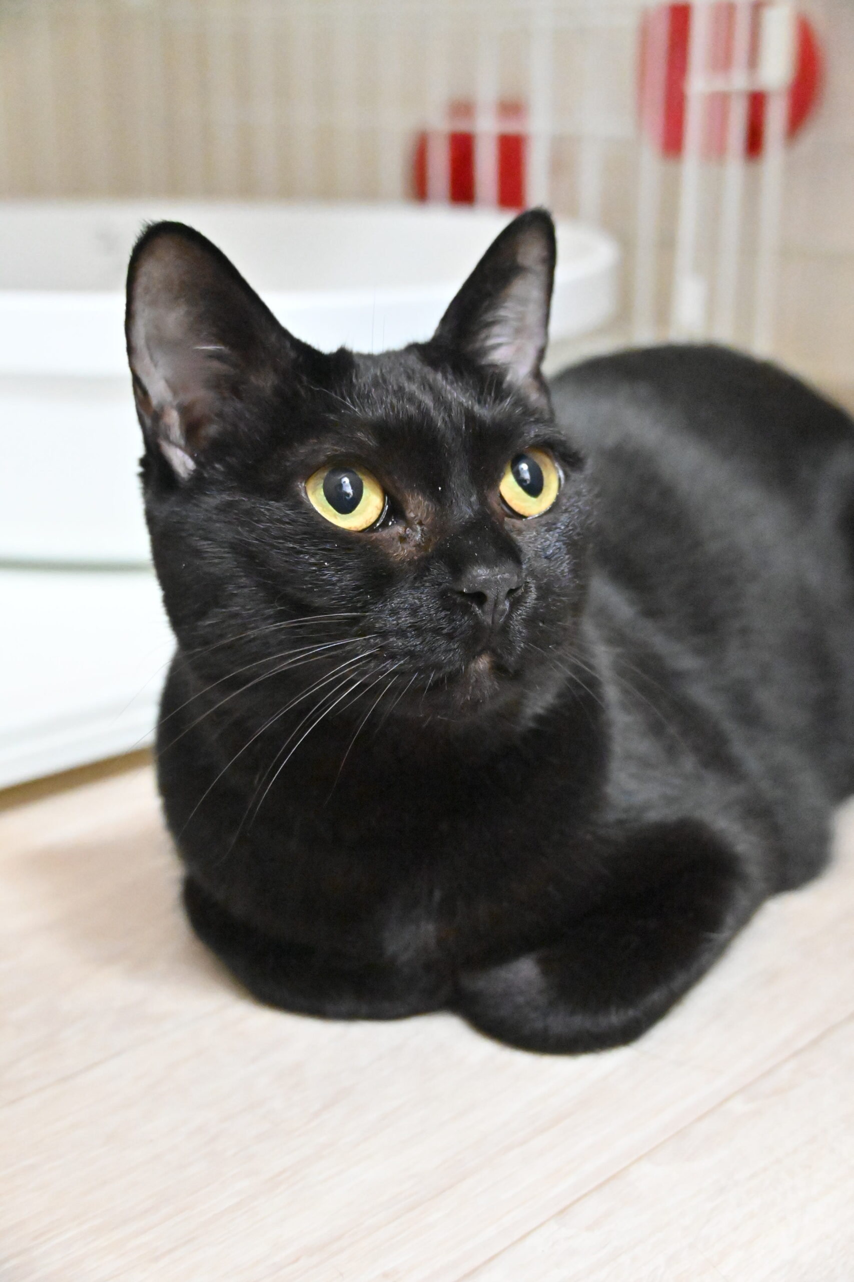 画像 : チャコ【ドーム前店所属】