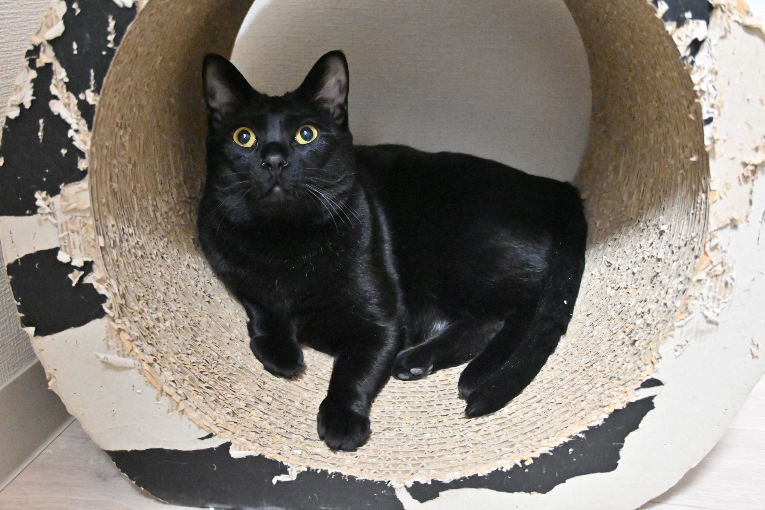 画像 : ポク【ドーム前店所属】