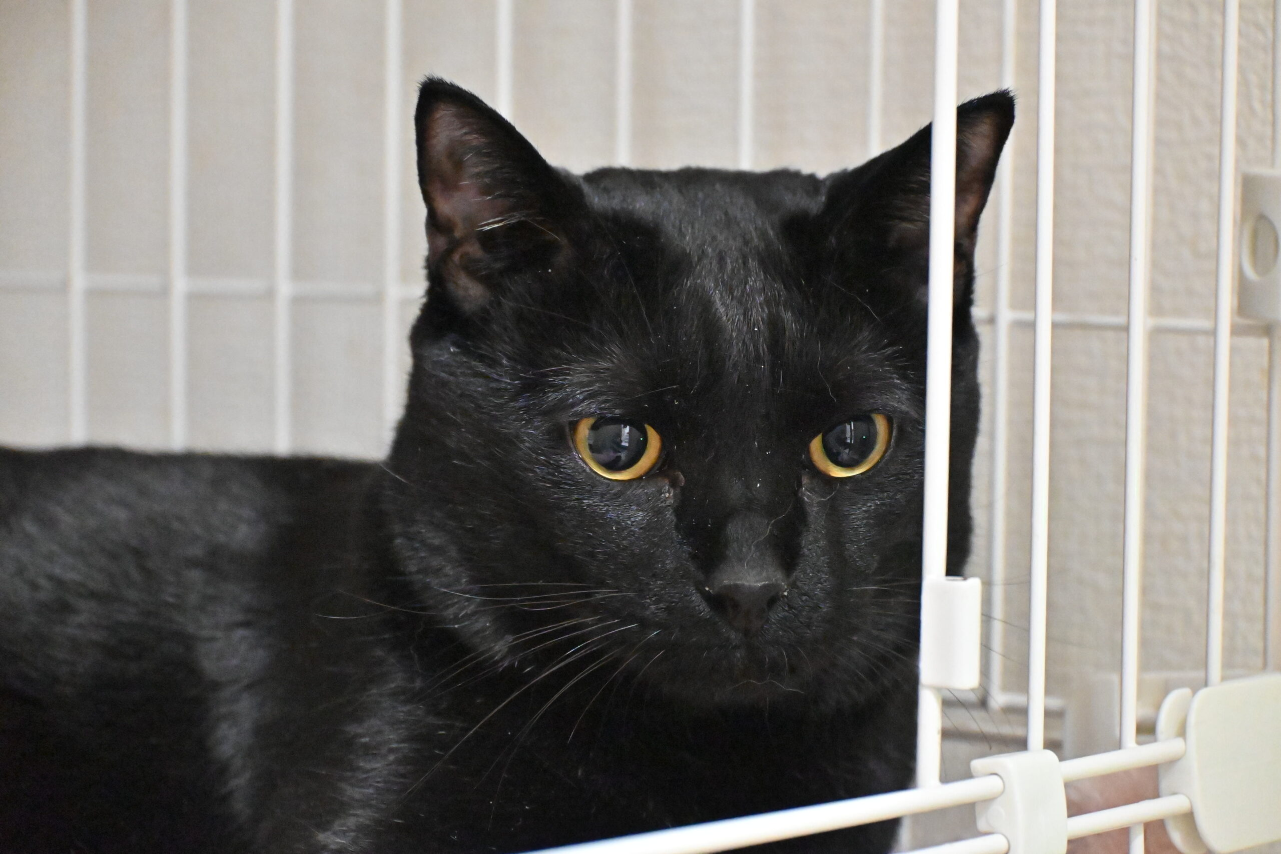 画像 : ポク【ドーム前店所属】