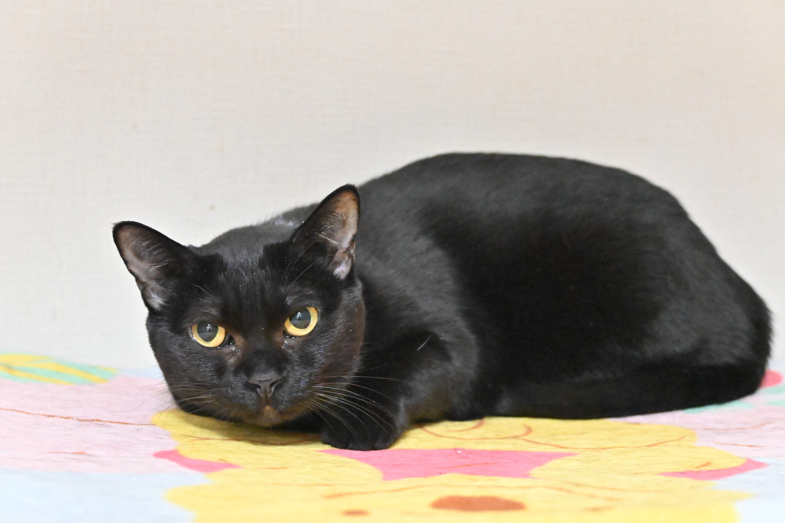 画像 : チャコ【ドーム前店所属】