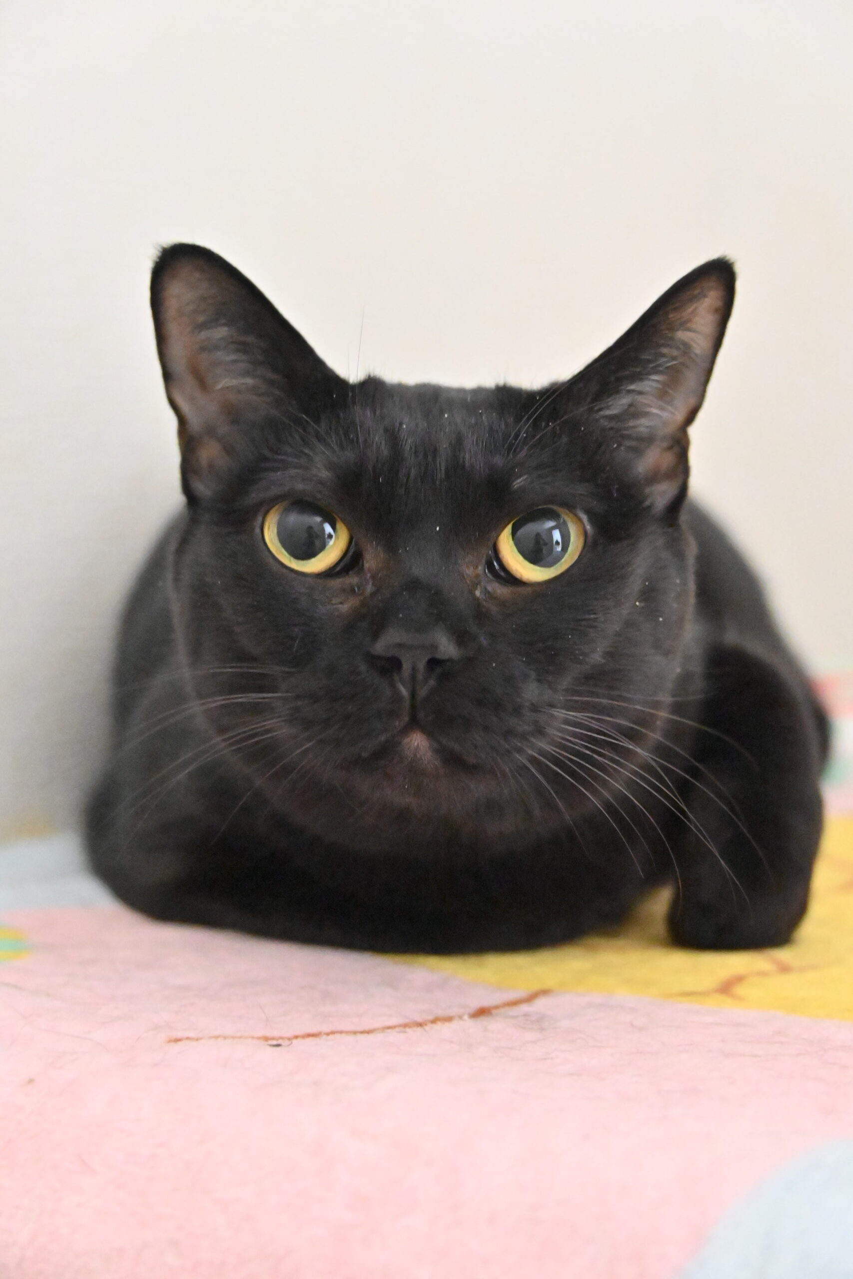 画像 : チャコ【ドーム前店所属】