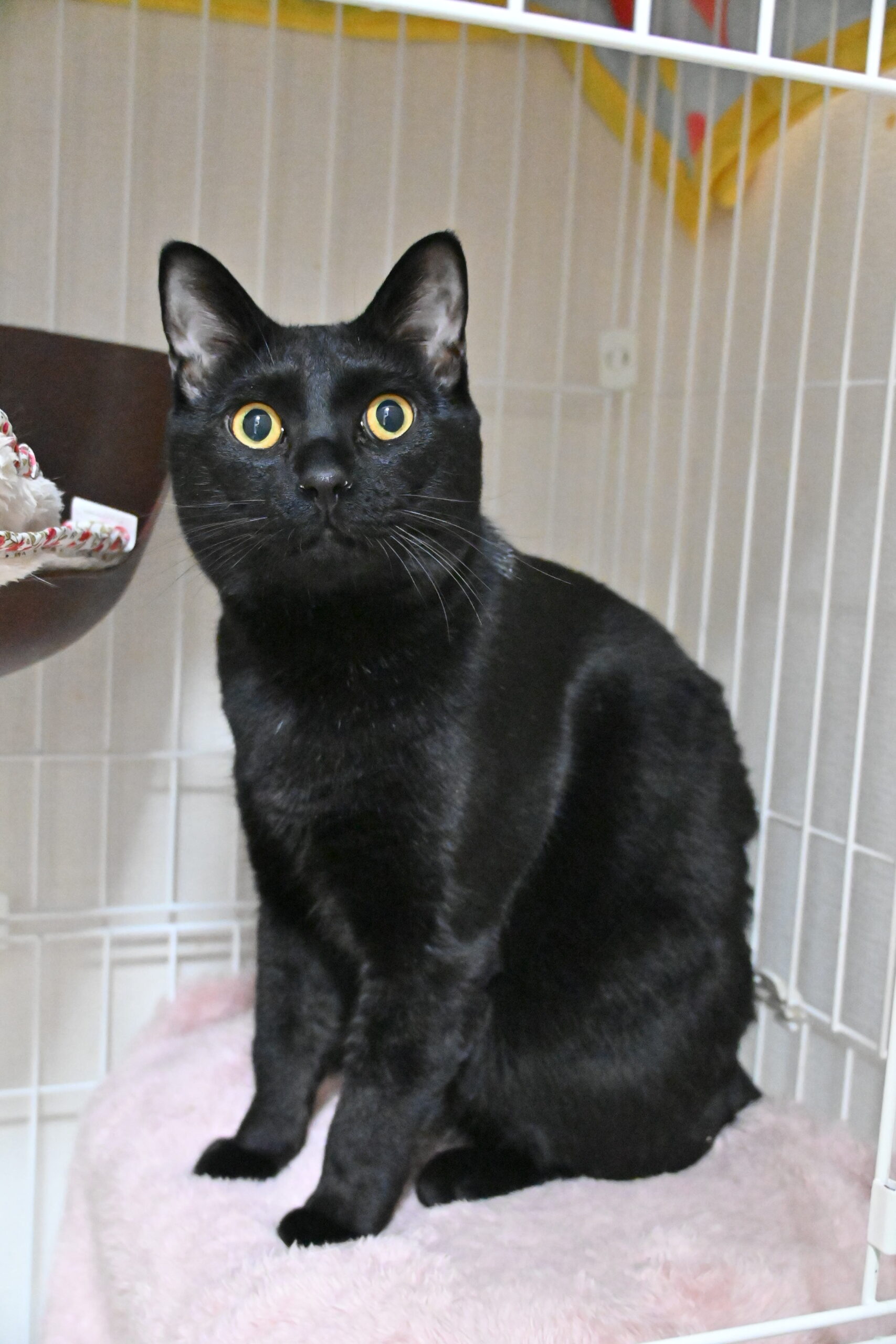 画像 : ポク【ドーム前店所属】