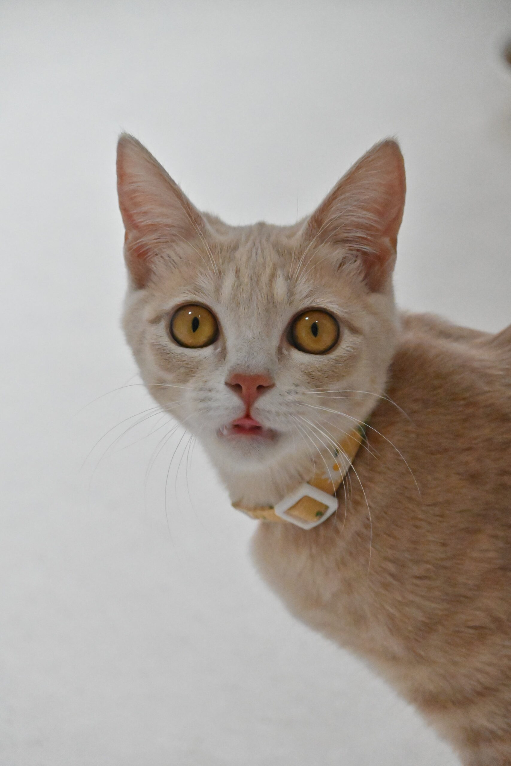 画像 : アン〈あべの店所属〉【トライアル中】