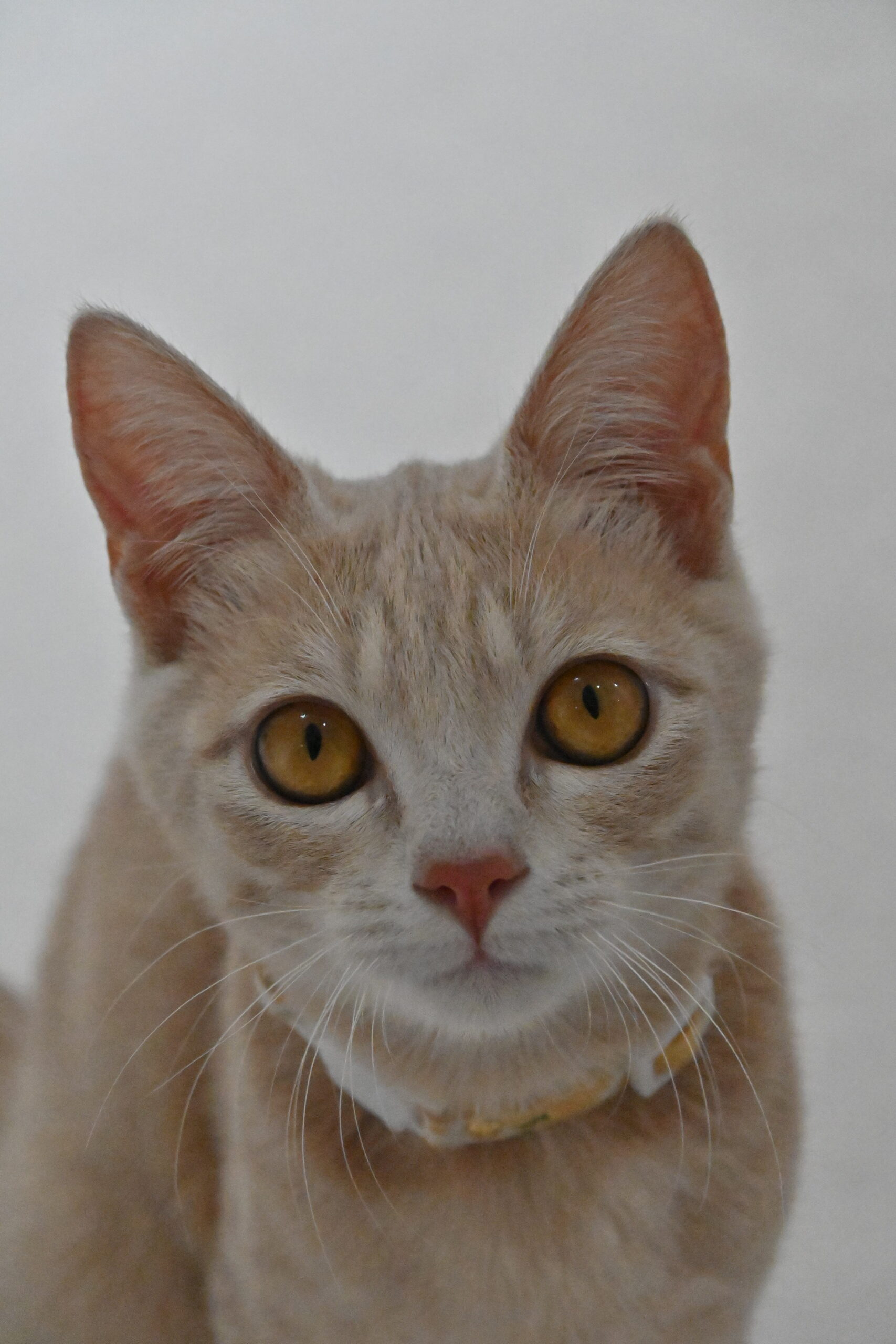 画像 : アン〈あべの店所属〉【トライアル中】