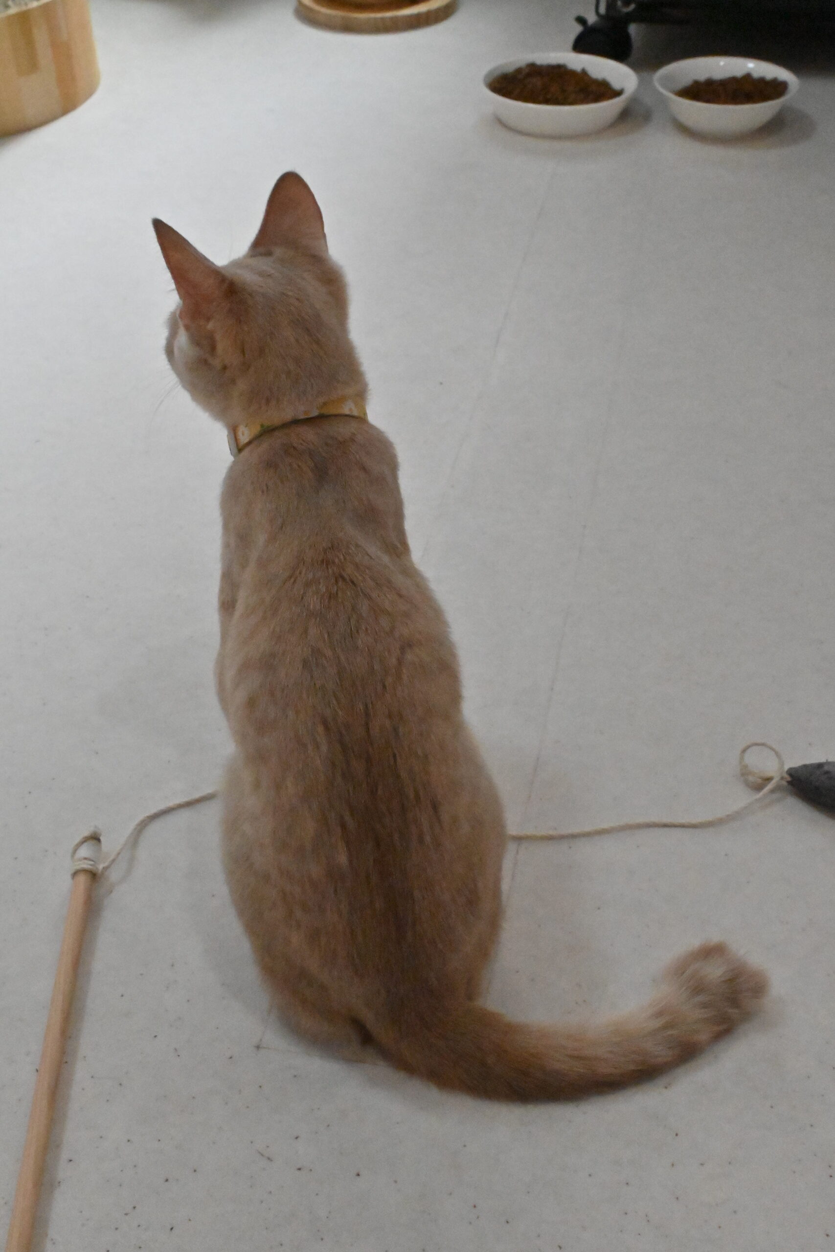 画像 : アン〈あべの店所属〉【トライアル中】