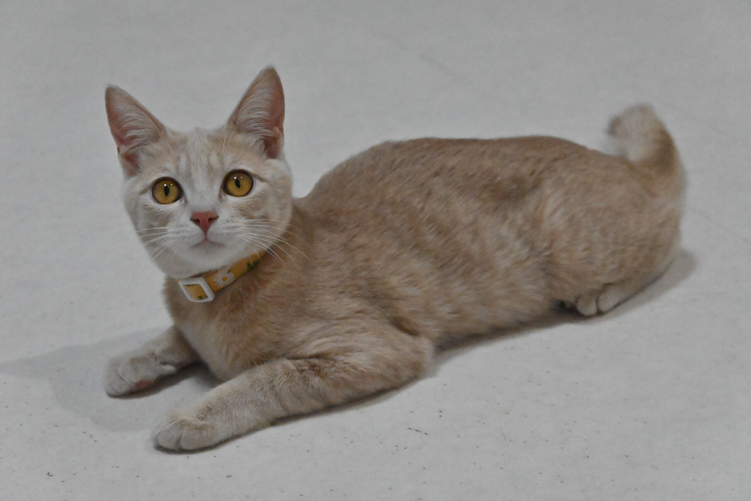 画像 : アン〈あべの店所属〉【トライアル中】