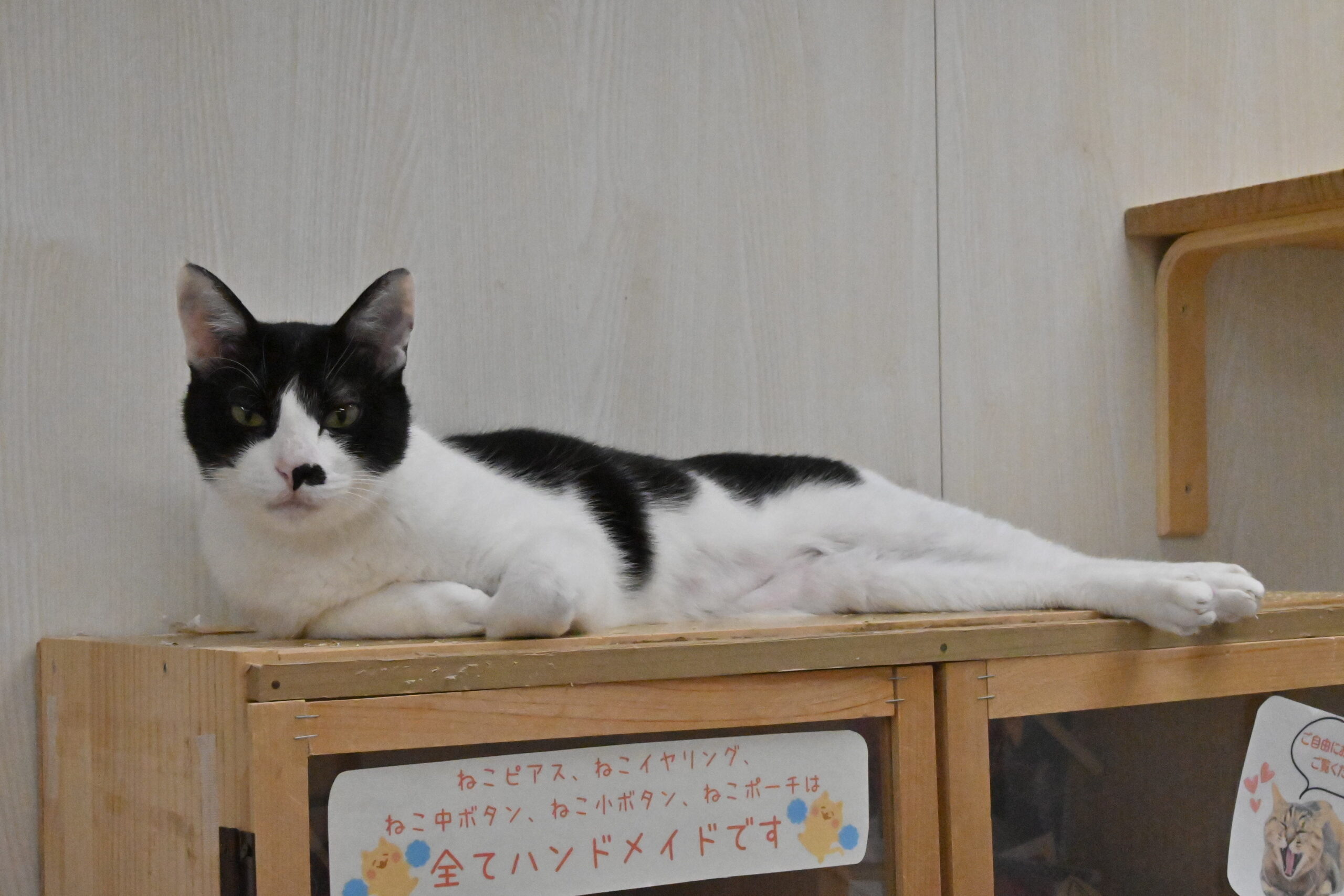 画像 : キラ〈ドーム前店所属〉