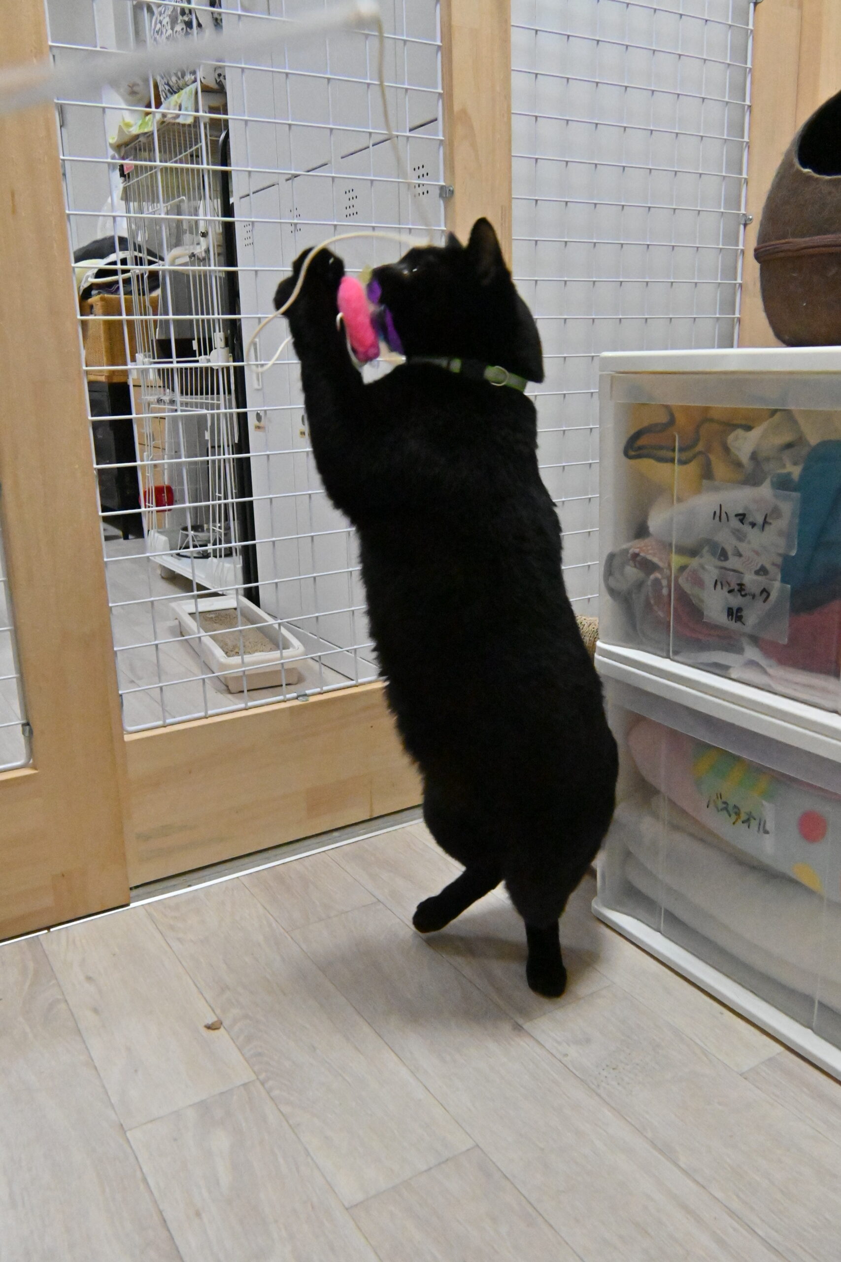 画像 : ちゅう〈ドーム前店所属〉