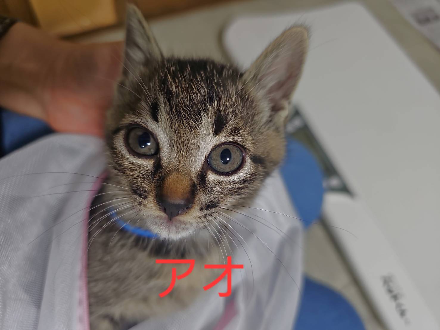 画像 : おね〈あべの店所属〉