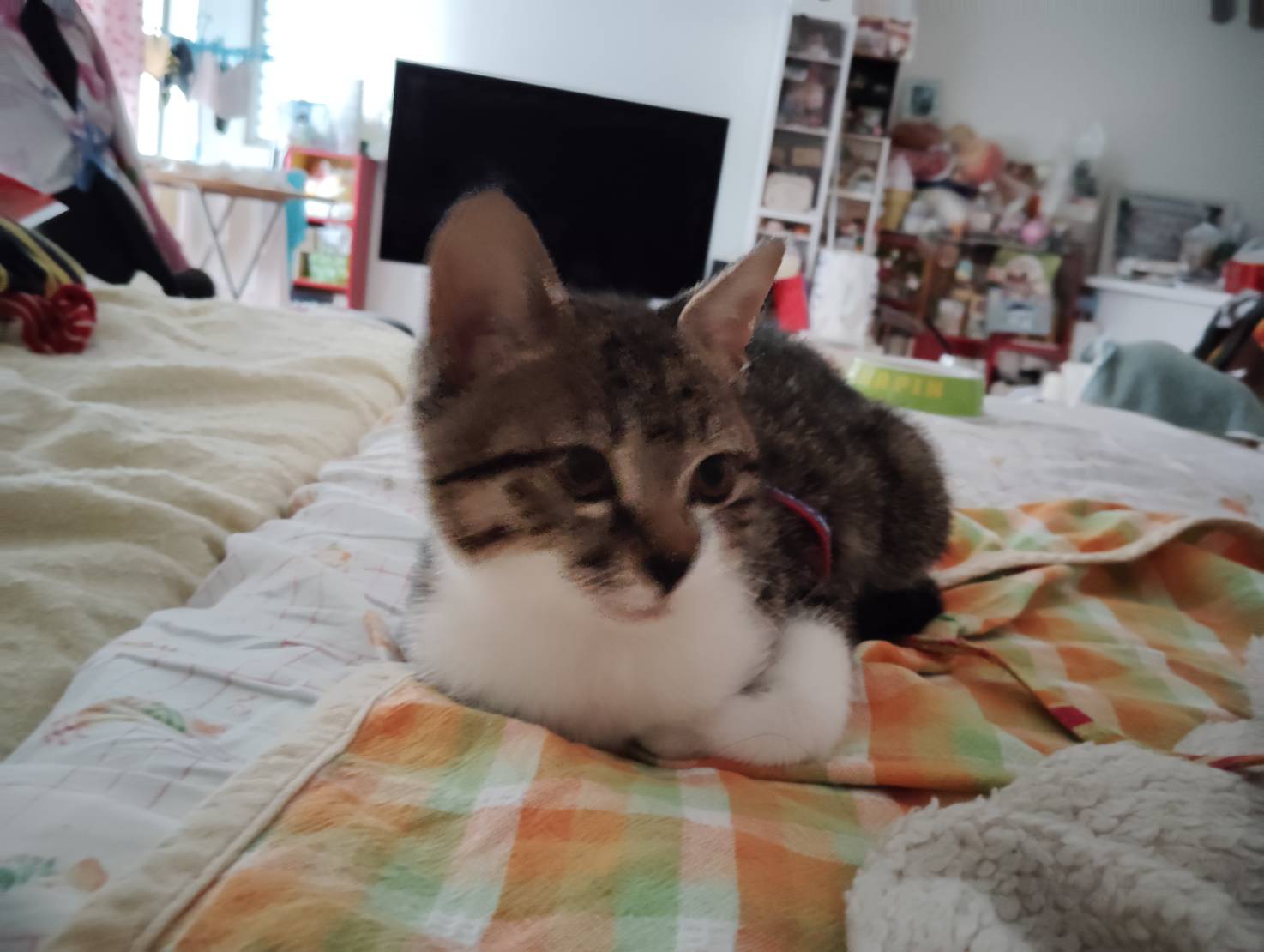 画像 : チル〈あべの店所属〉