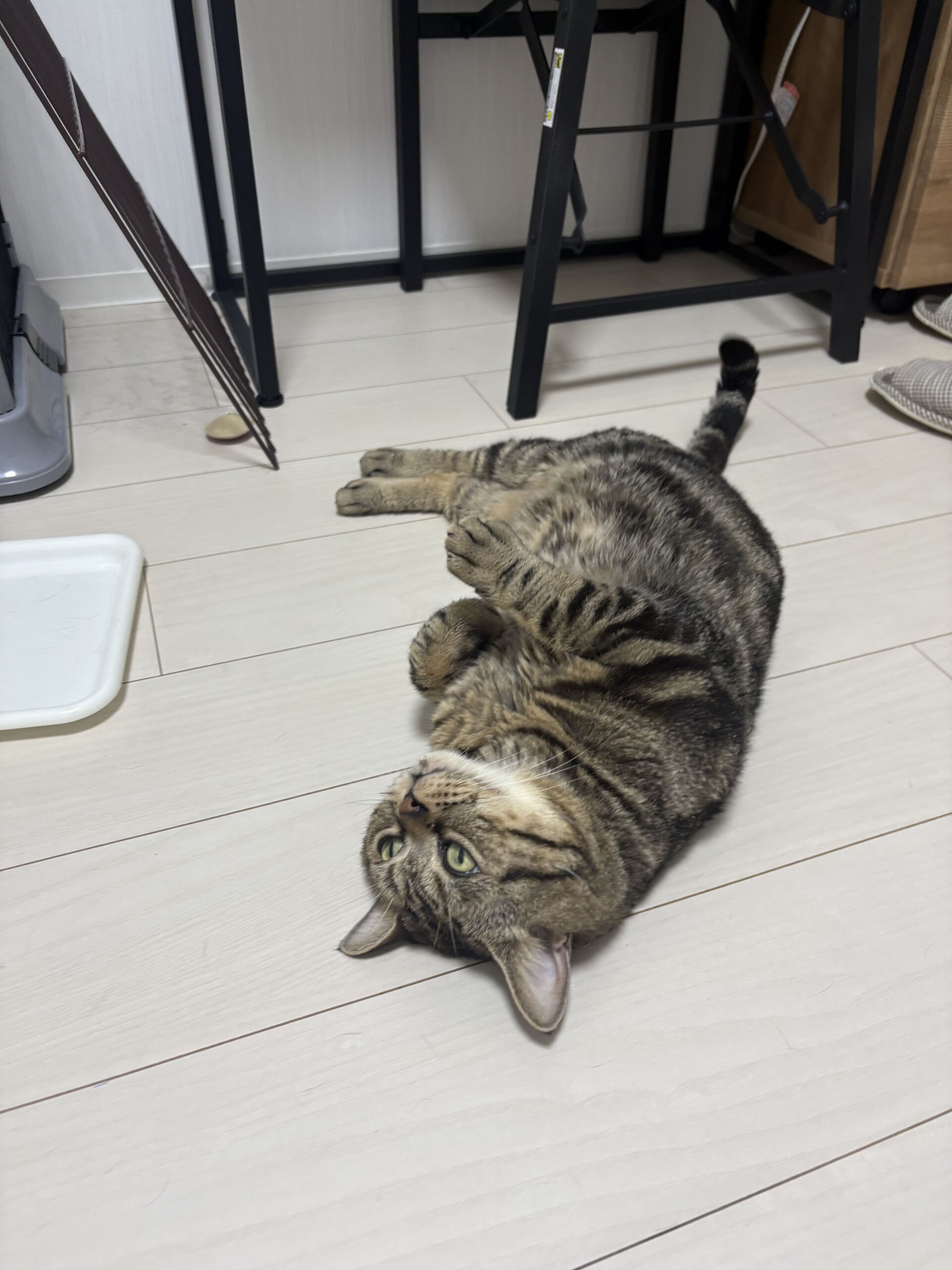画像 : 雷（らい）〈出張中〉