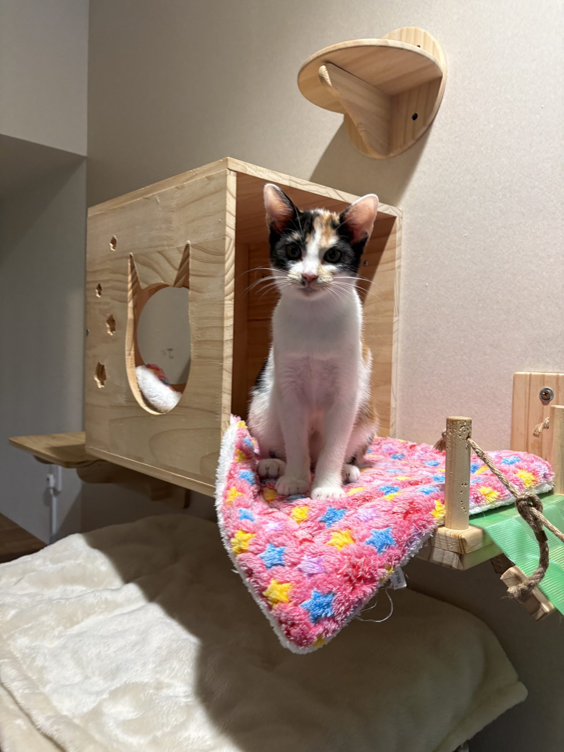 画像 : アポロ〈あべの店所属〉