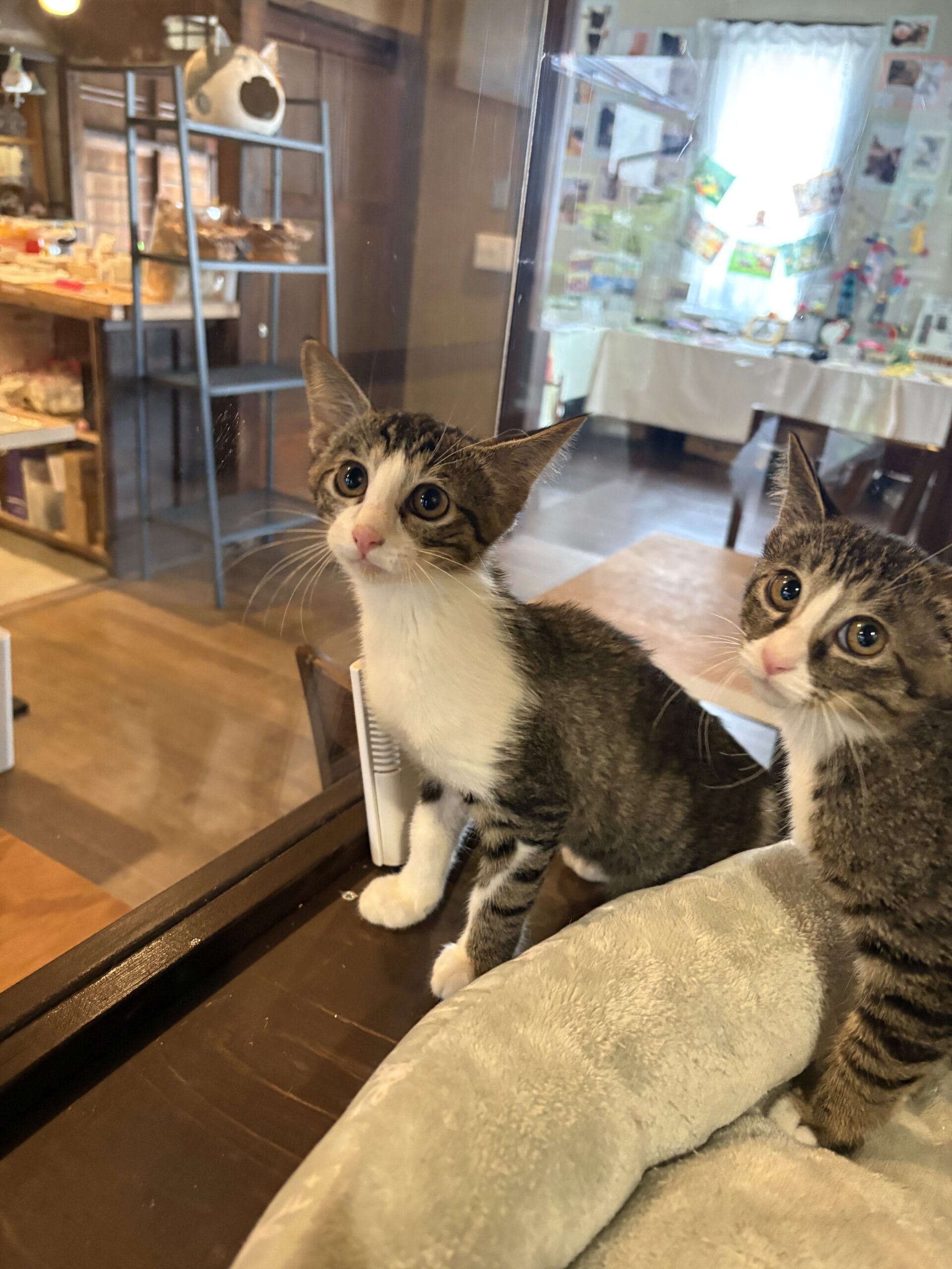 画像 : フラン〈あべの店所属〉