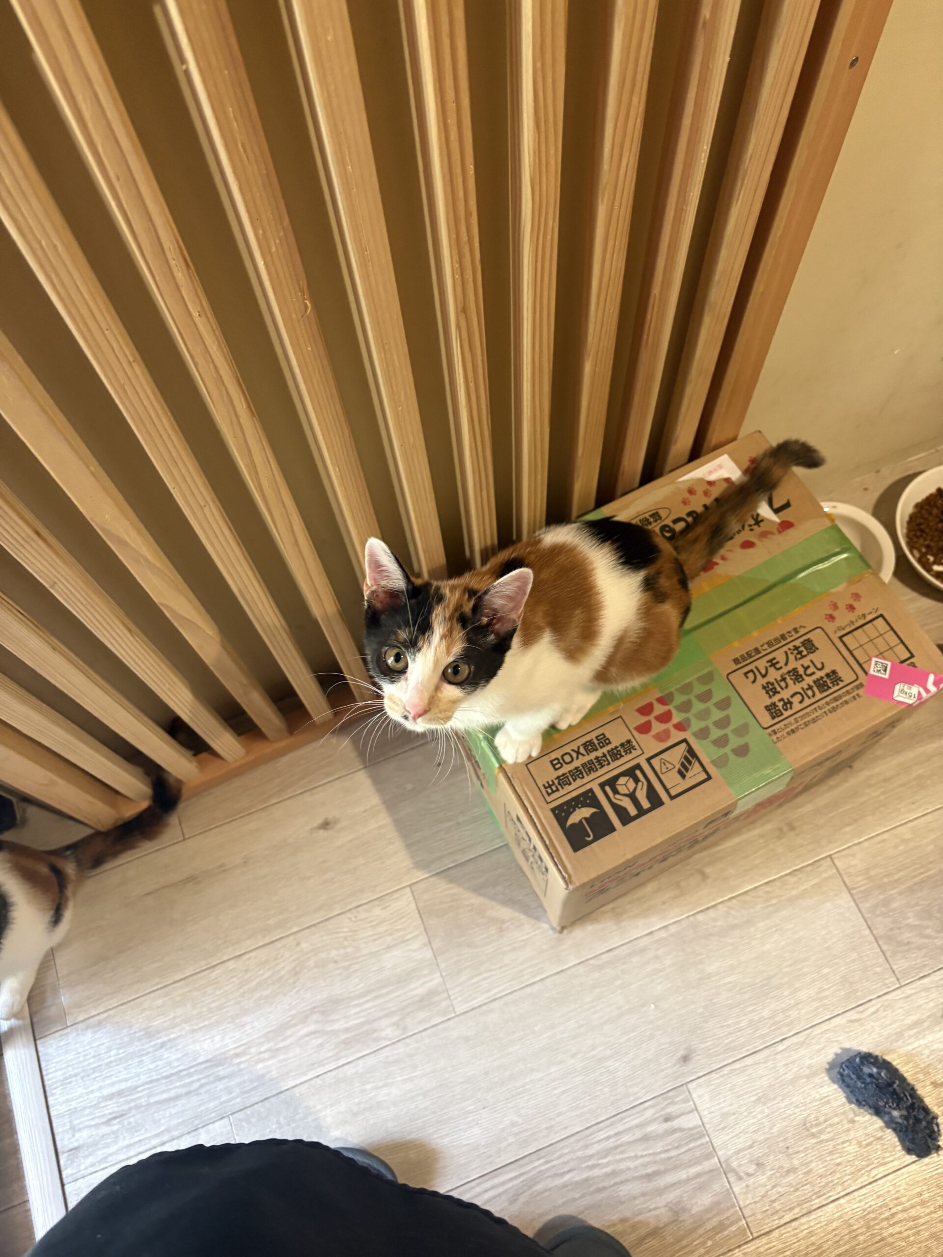 画像 : アポロ〈あべの店所属〉