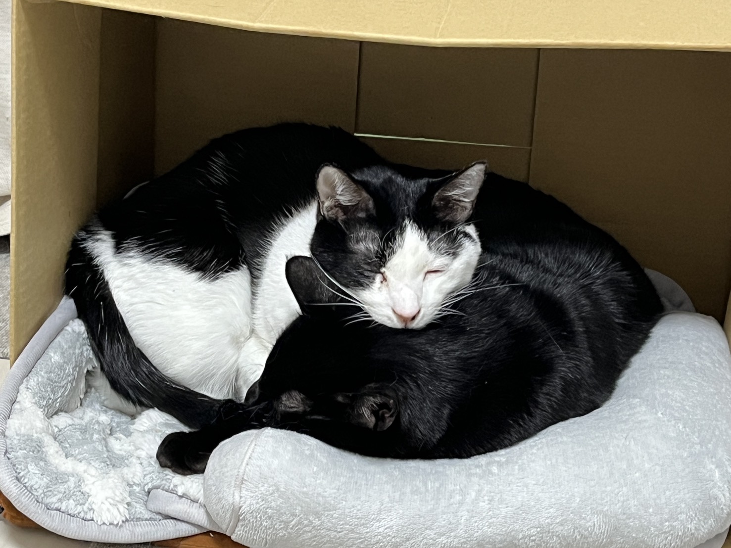 画像 : ムース〈あべの店所属〉