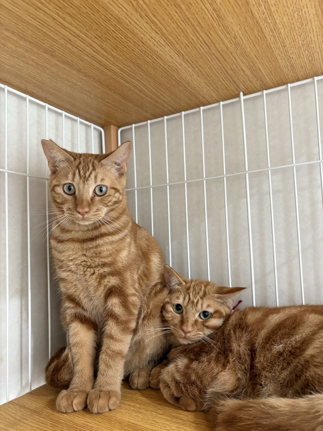 画像 : チャッキー〈あべの店所属〉